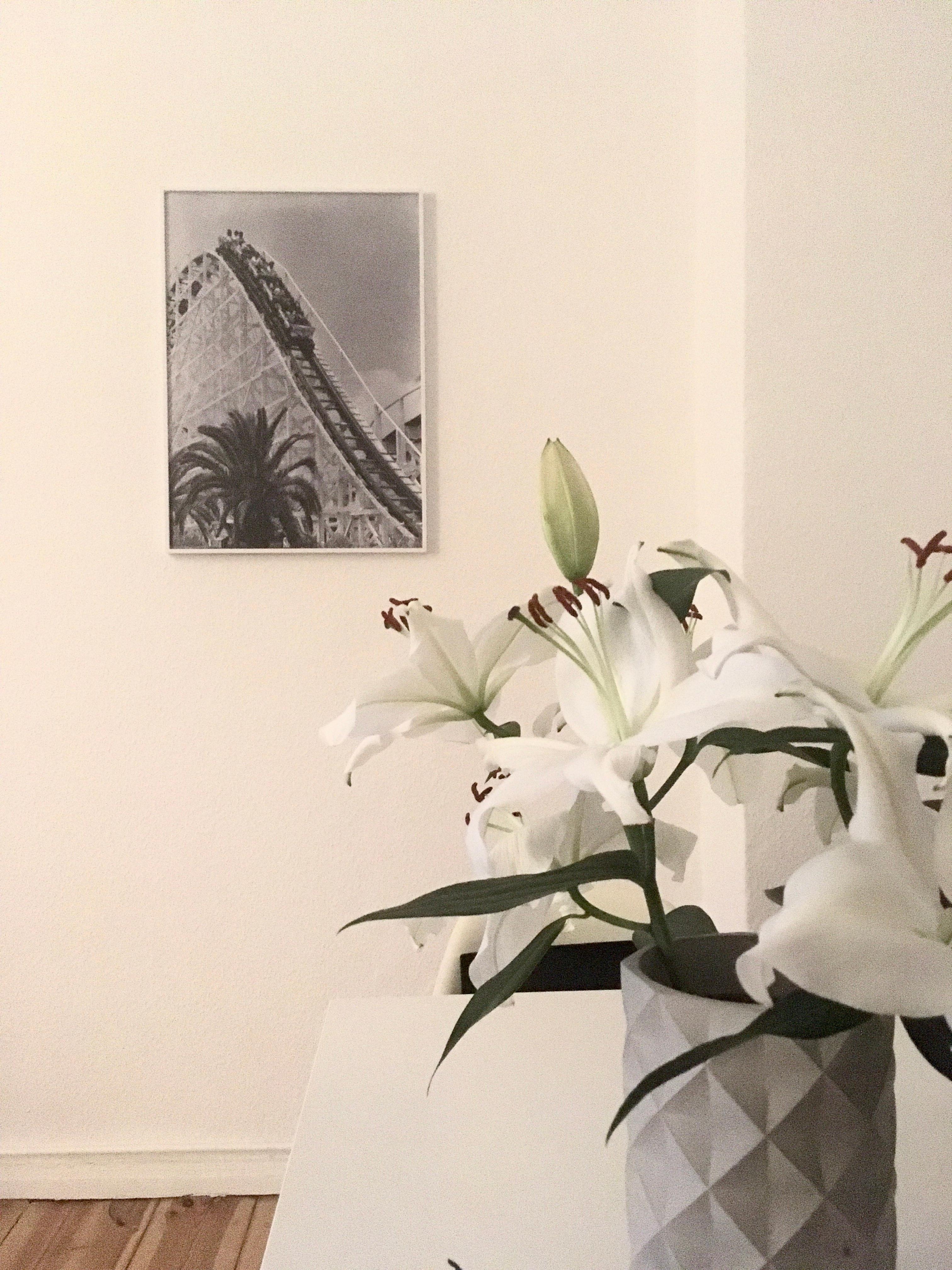 #minimalistisch#flower#rollercoaster#white#concrete