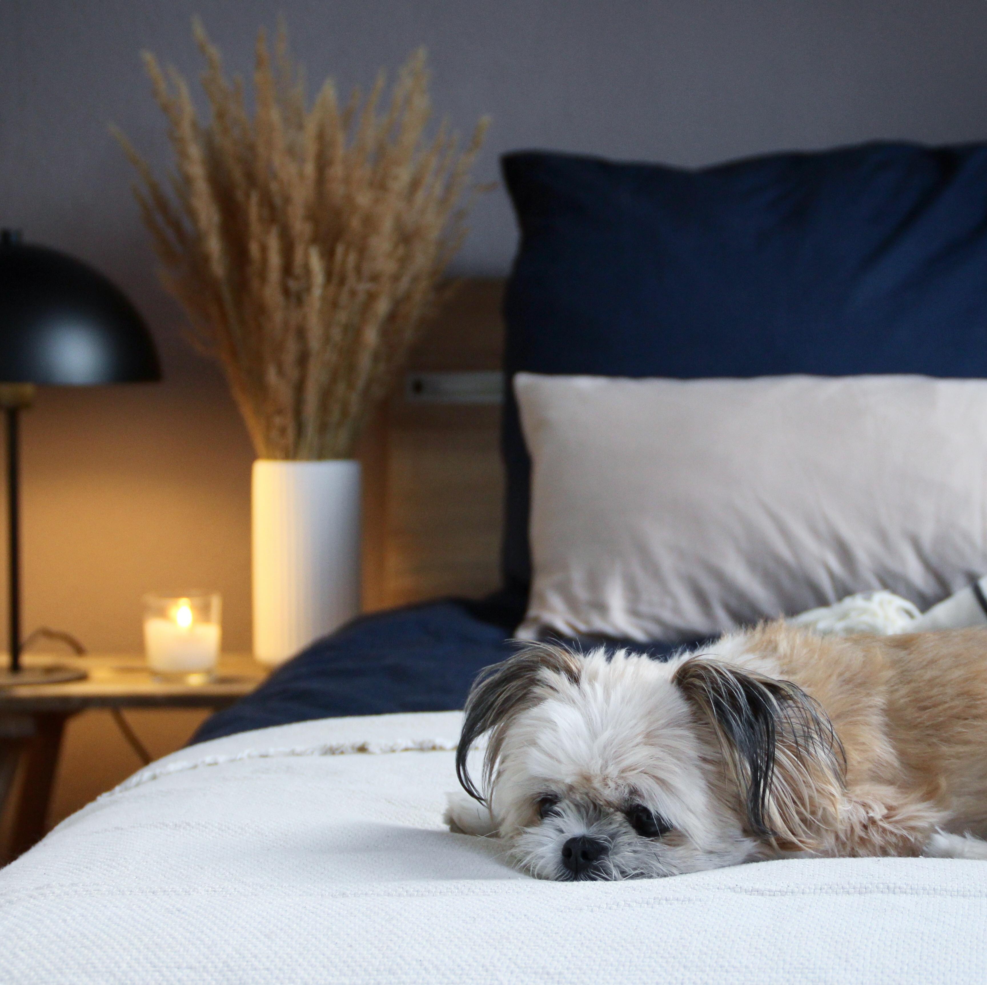 Mit der kuscheligen Jahreszeit ist auch der Hund absolut einverstanden. #autumn #herbst #schlafzimmer #bed