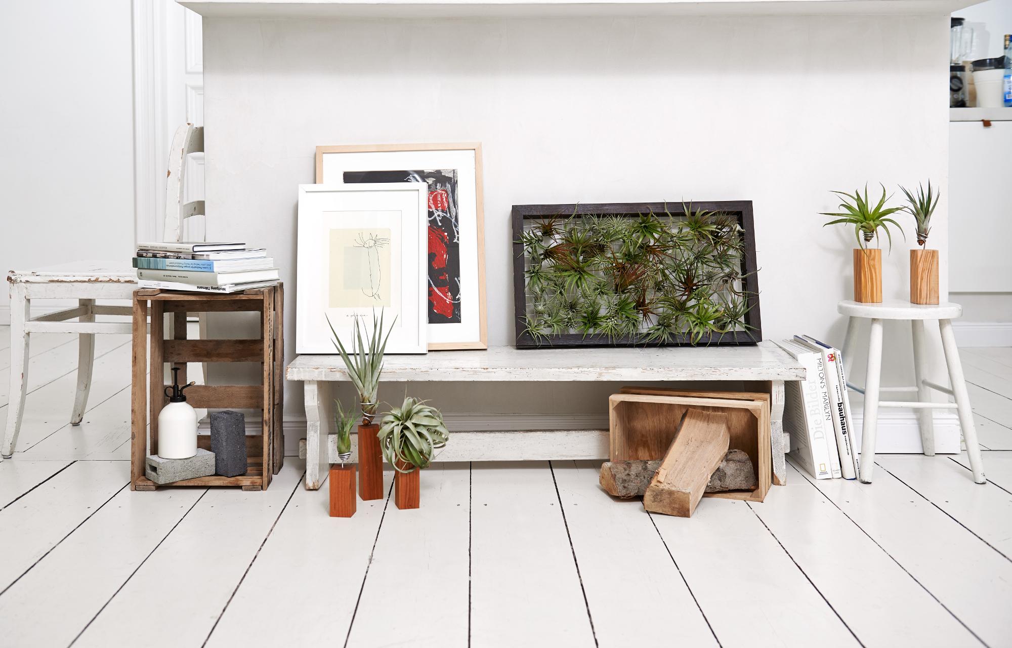 Mit Luftpflanzen dekorieren #küche #bad #wohnzimmer #luftpflanze ©Saskia Uppenkamp