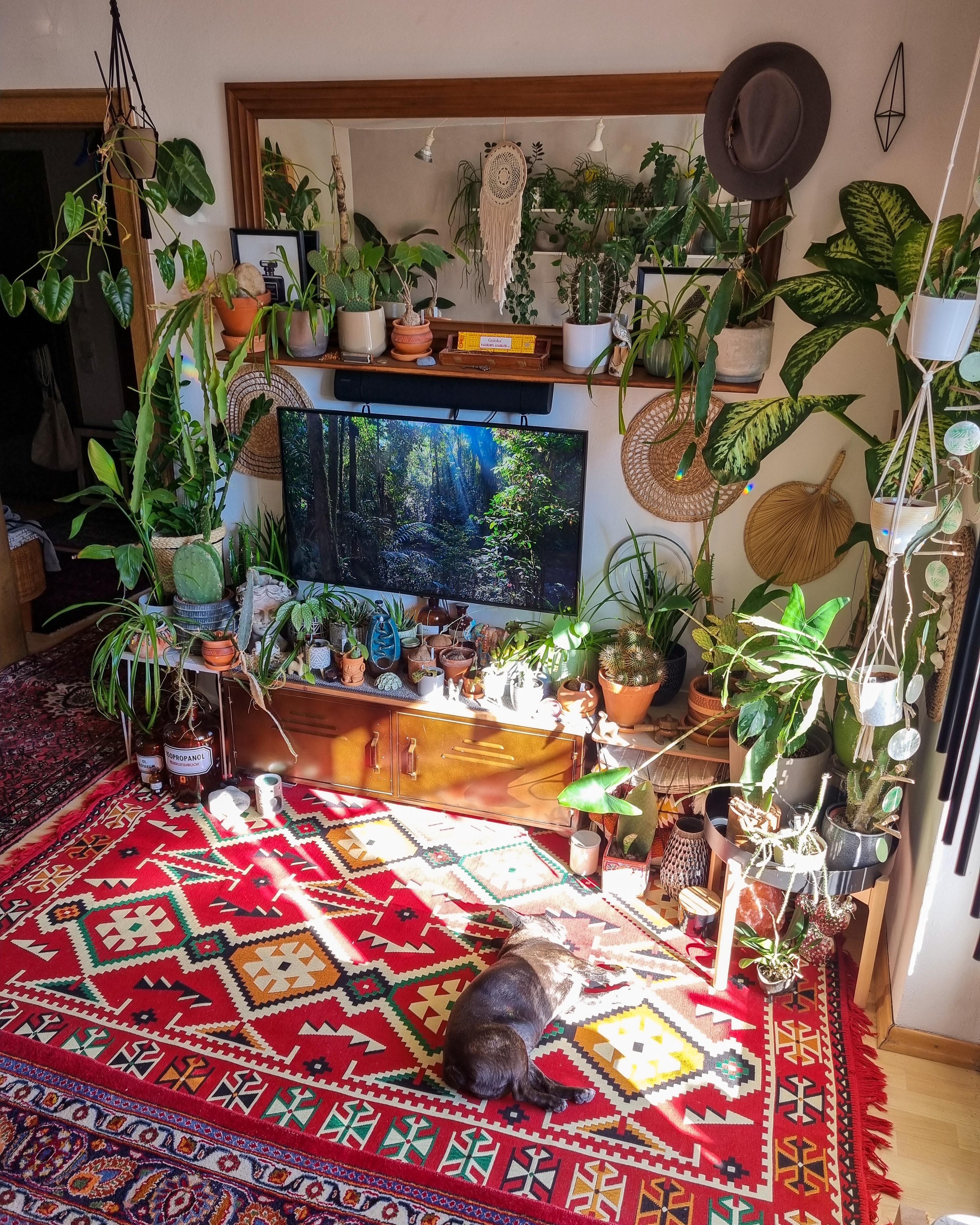 Mittwoch ✌🏼 #Wohnzimmer #couchstyle #Pflanzen #Teppich #urbanjungle #Spiegel #boho 