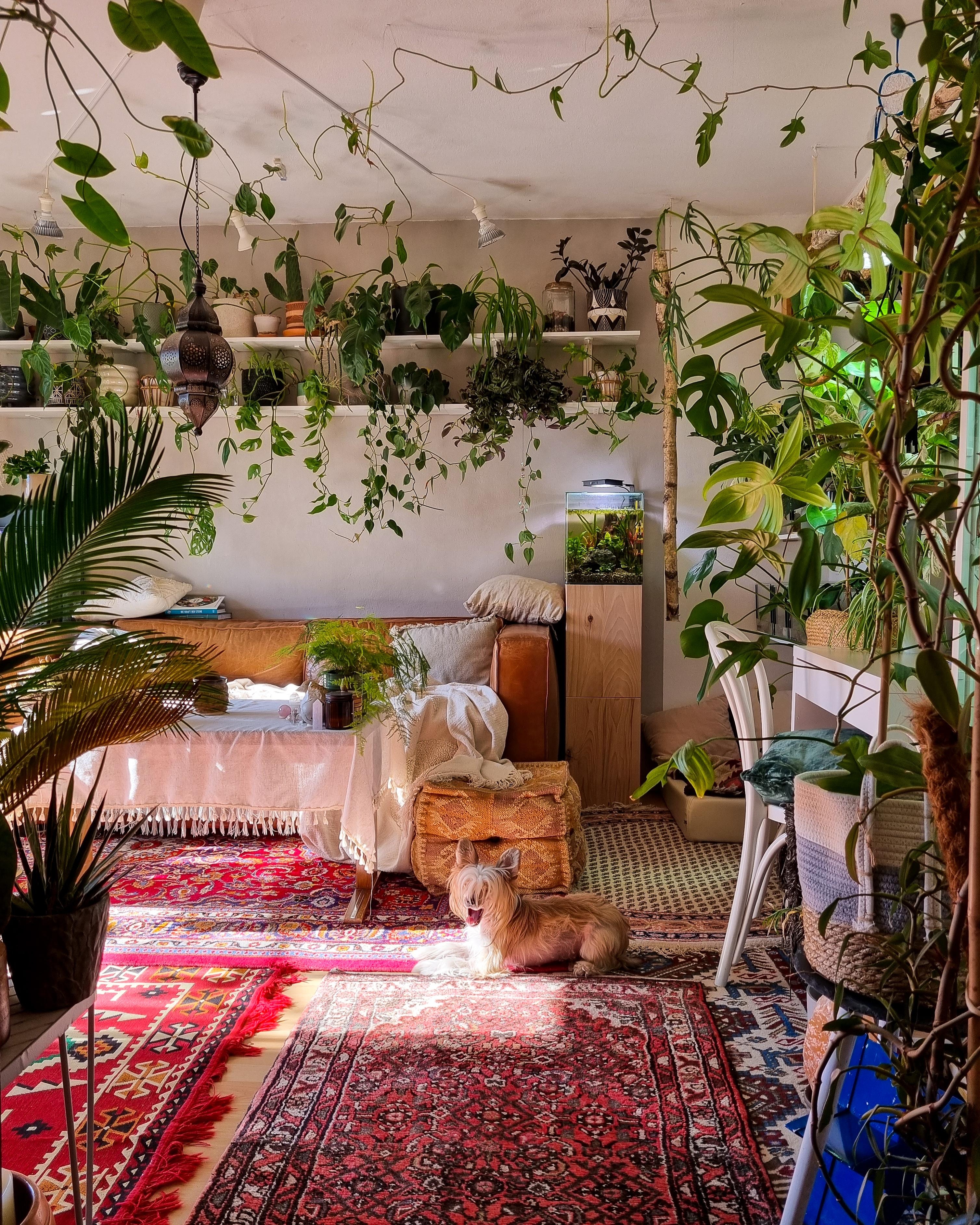 Mittwoch 🌿✌🏼☀️🪴 #Wohnzimmer #Pflanzen #Regal #Couch #Couchtisch #couchstyle #Sofa #urbanjungle #Teppich 