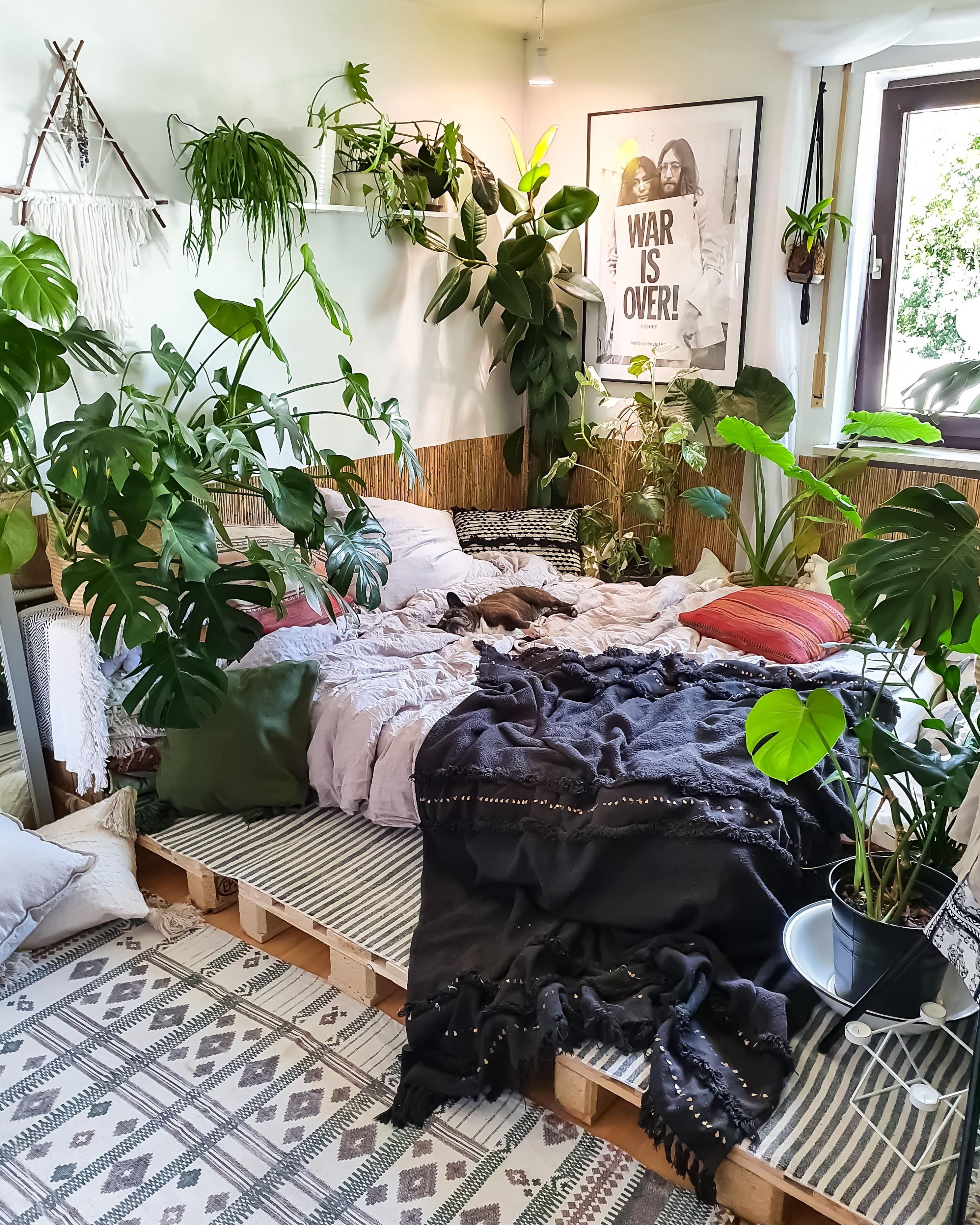 Mittwochs Mojo 🪴 #Schlafzimmer #Pflanzen #boho #hippie #Paletten #Bett #Bettdecke #Gummibaum #Monstera #Decke #überwurf