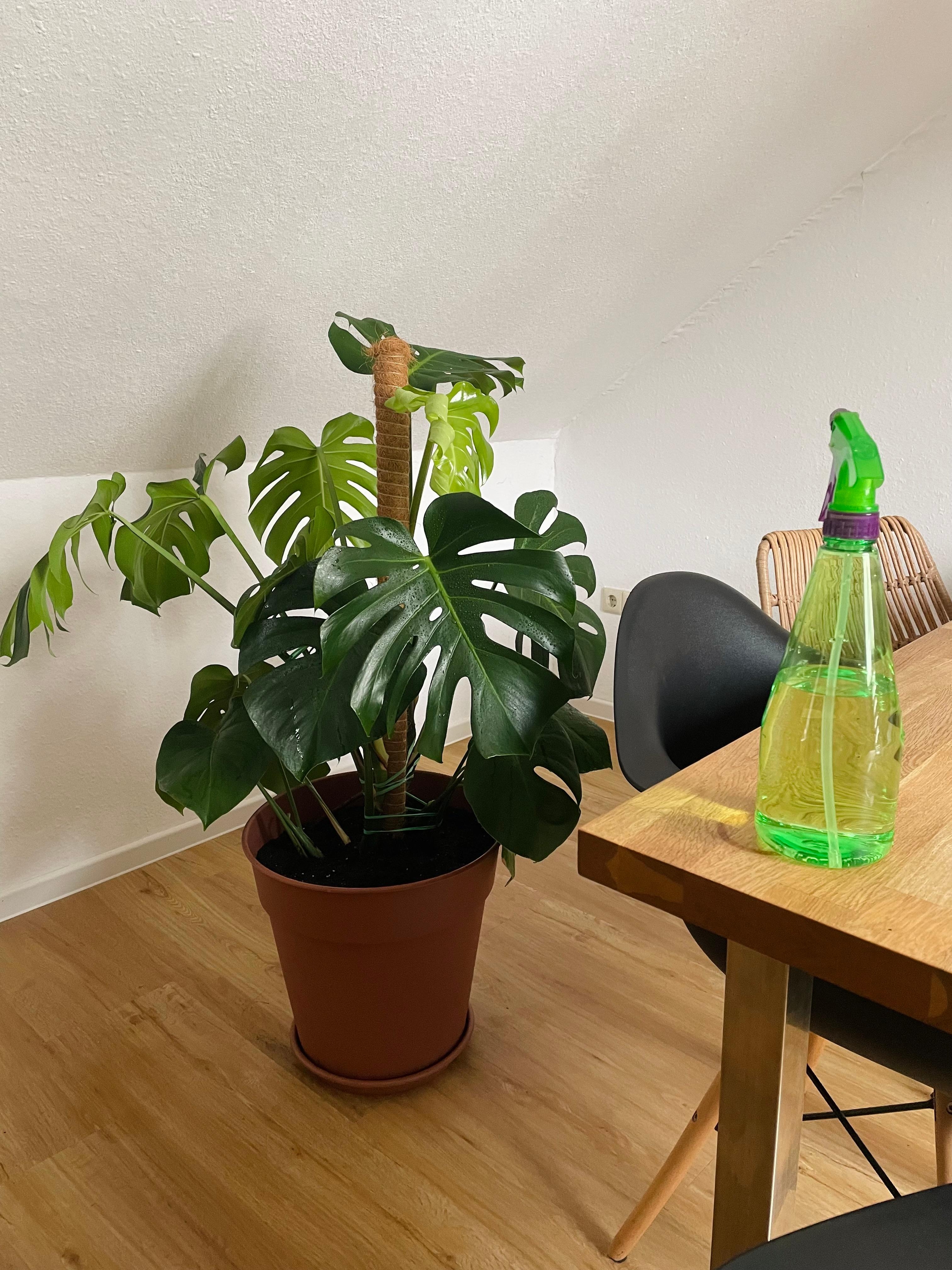 Monstera umgepflanzt 🪴
