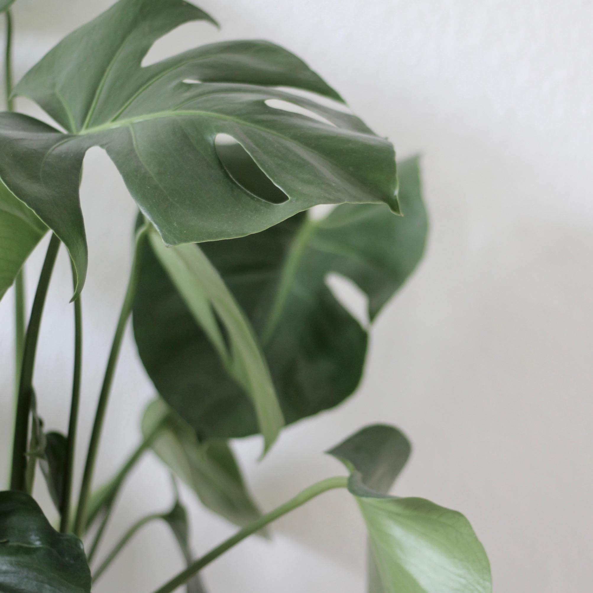 Monsteralove! #plants #monstera #nature #protectwhatyoulove