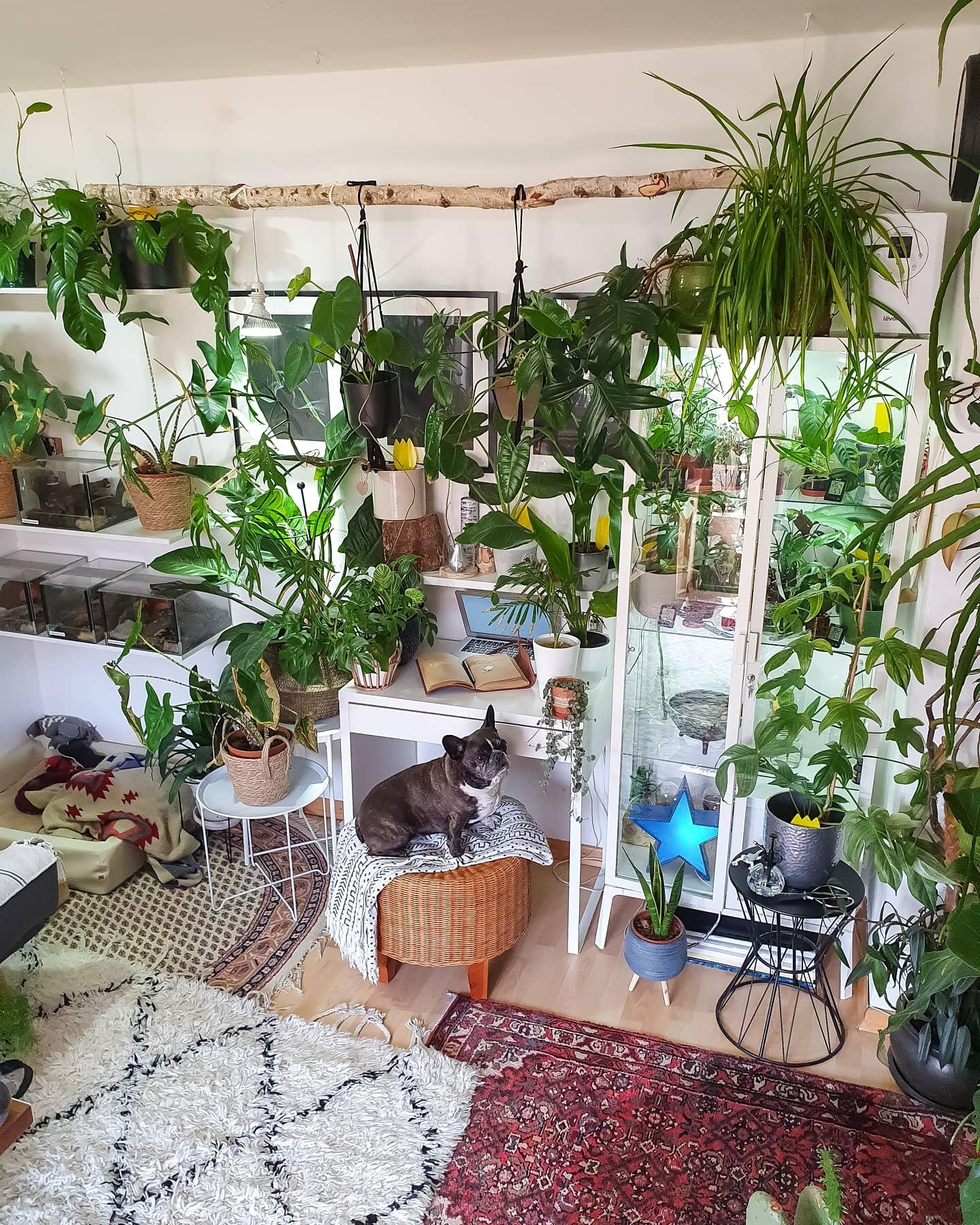 Montag abgeschlossen #wohnzimmer #Pflanzen #arbeitsplatz #schreibtisch #vitrine #teppich