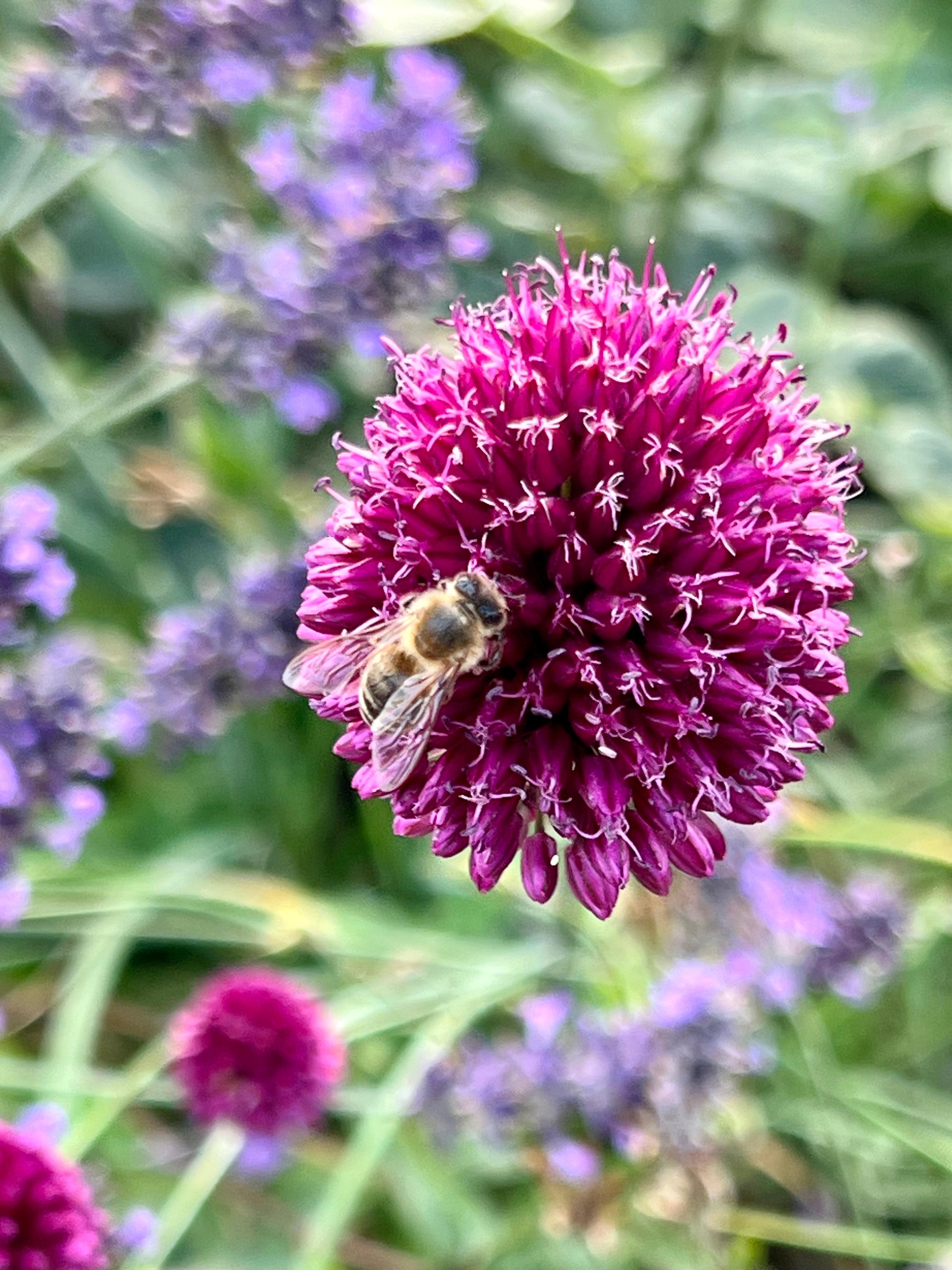 #Montagmorgen ein Gruß an alle #Arbeitsbienen 🐝 
#Allium #Lavendel #Landgarten #Biene #Honigbiene 