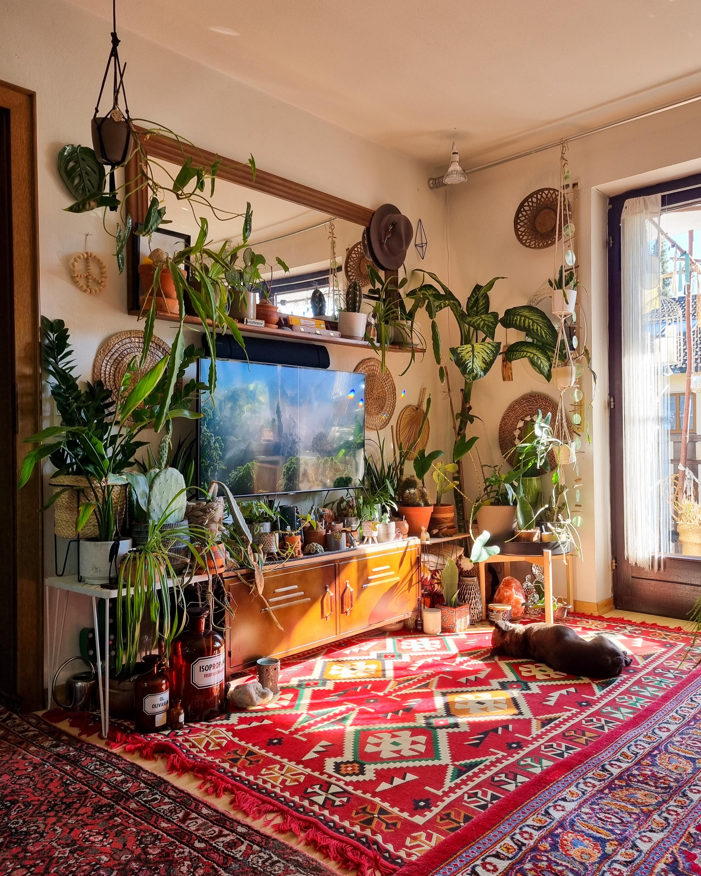 Montags 🪴✌🏼❤️ #Wohnzimmer #Pflanzen #regal #Spiegel #Kommode #Fernseher #Teppich #boho #couchstyle #hippie