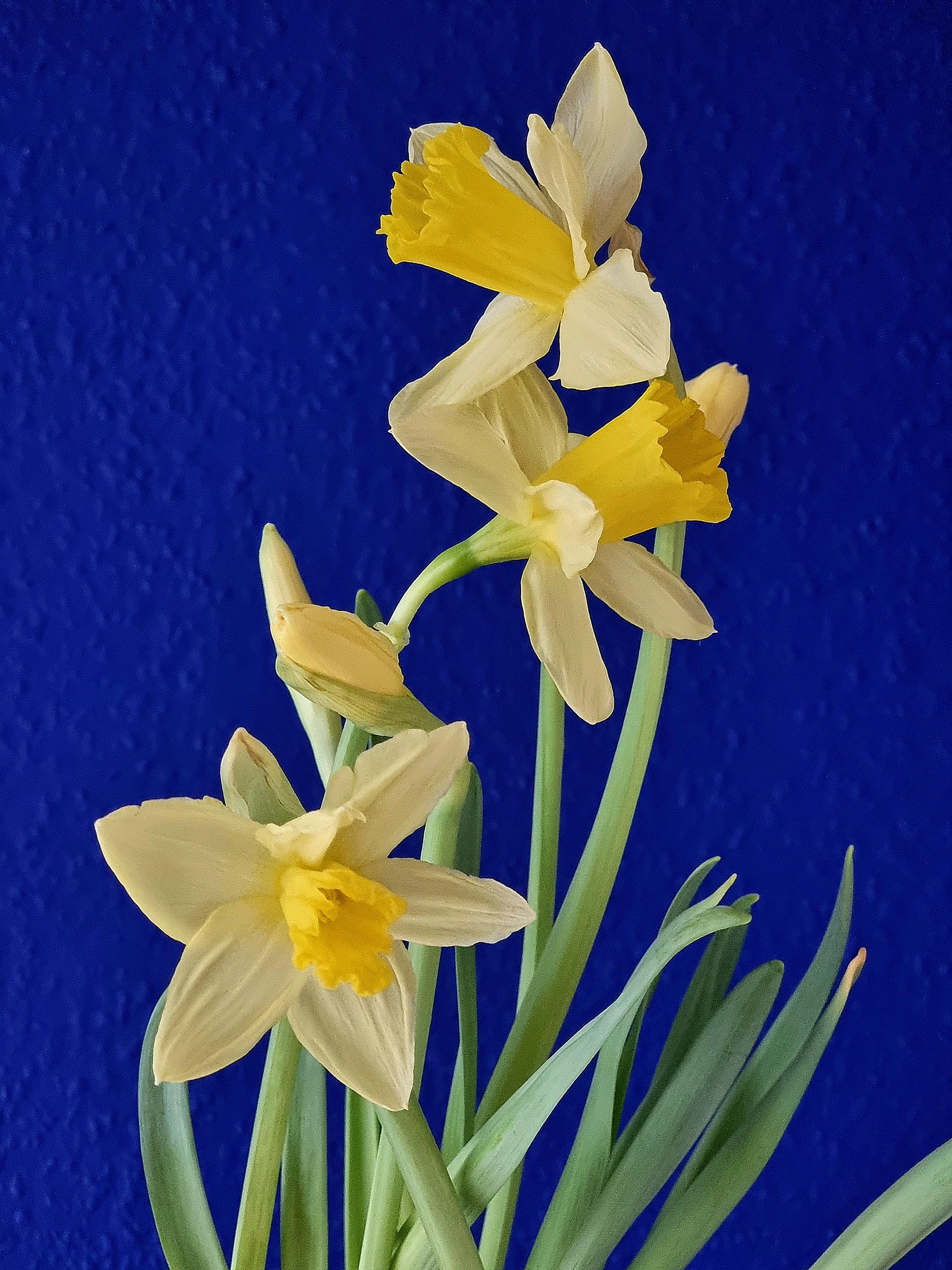 Montagsmotivation gefällig..?😉#Frühlingsblumen #Narzissen #freshflowers 💛 treffen auf #Wandfarbe in der #Küche 💙