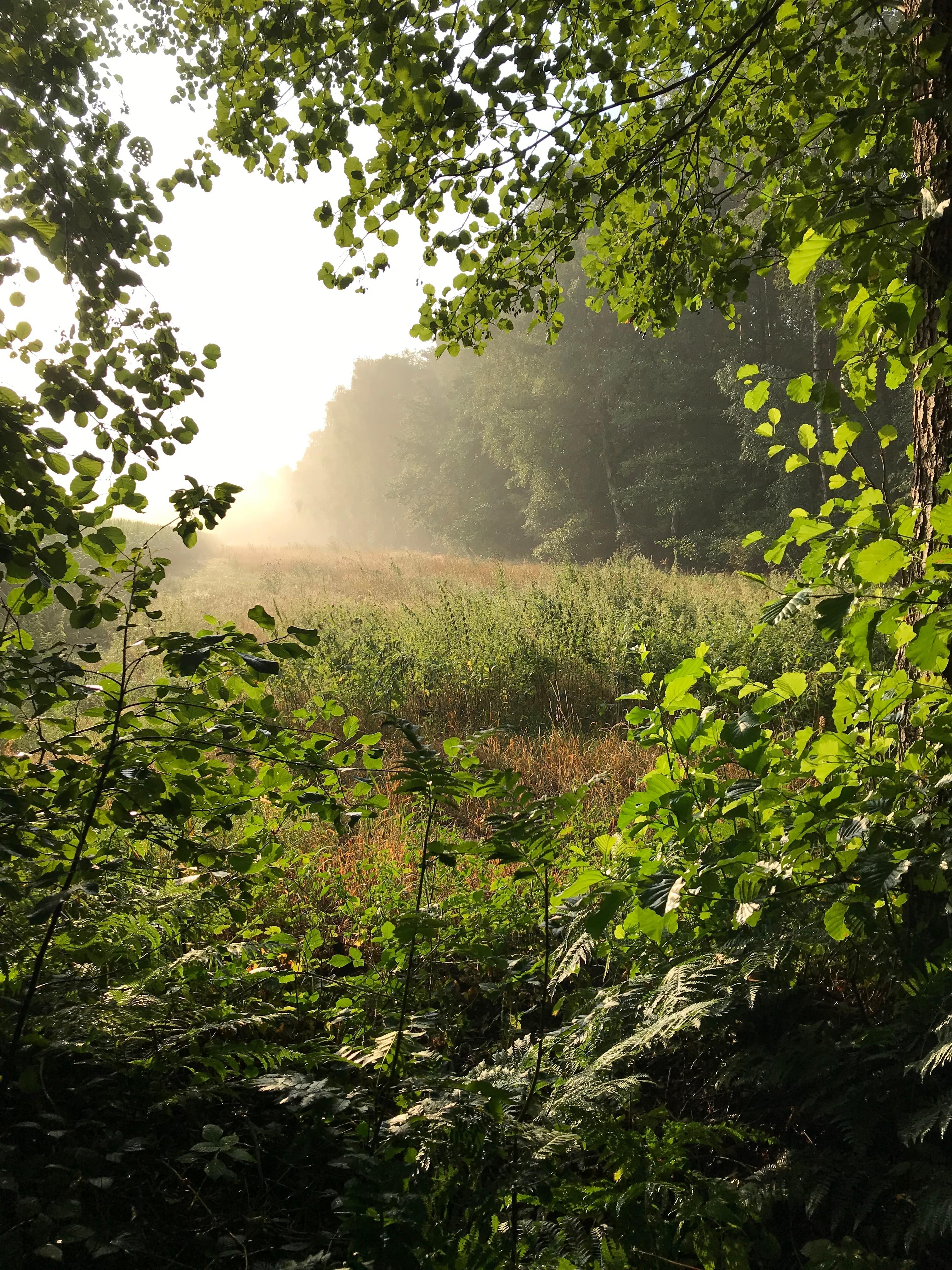 Morgenstimmung im Wald 🌳 
#Wald #Sonne #Nebel