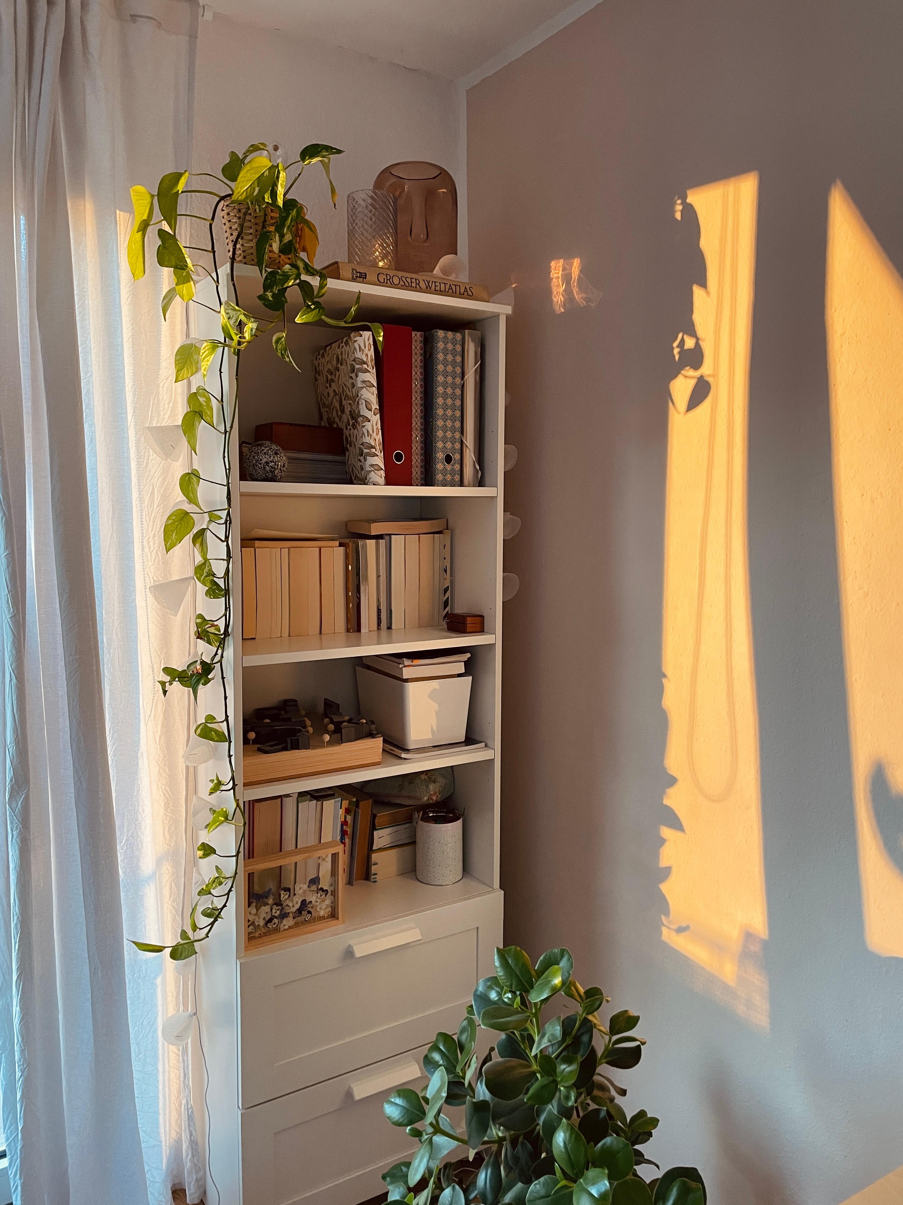 Morgenstund hat Gold im Mund 🌞 #Sonnenstrahlen #Wohnzimmer #Bücherschrank #Pflanzen