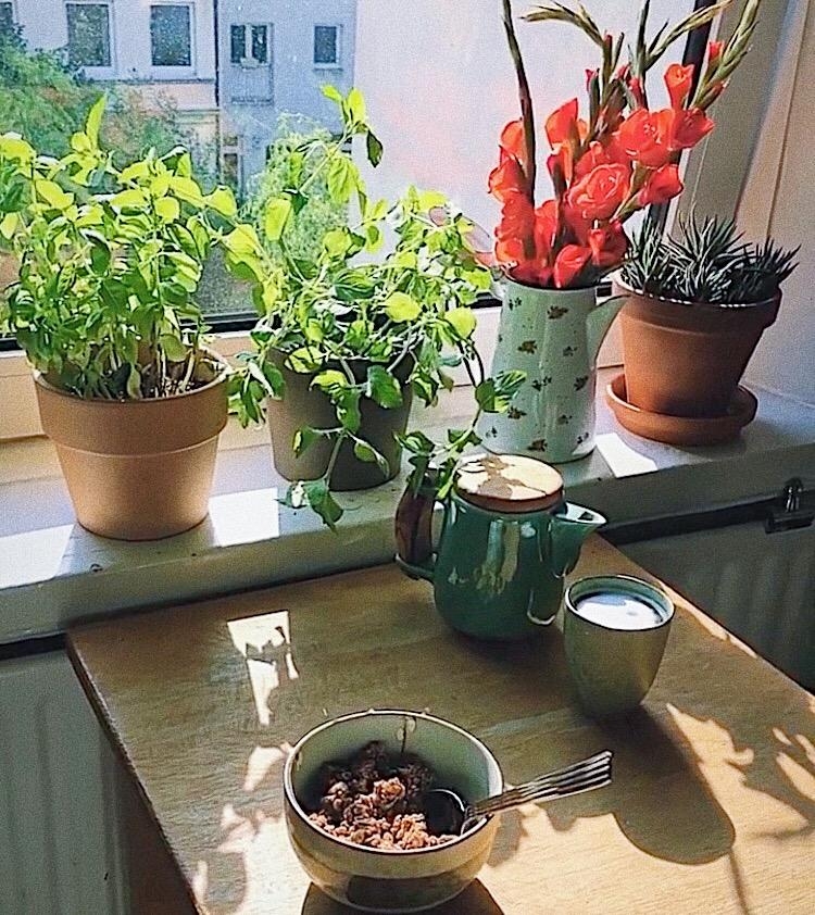 MORNINGS 
#breakfastlove #frühstück #kaffeezeit #coffee #plants #flowers #hamburg #altbauliebe #sunlight #kräuter