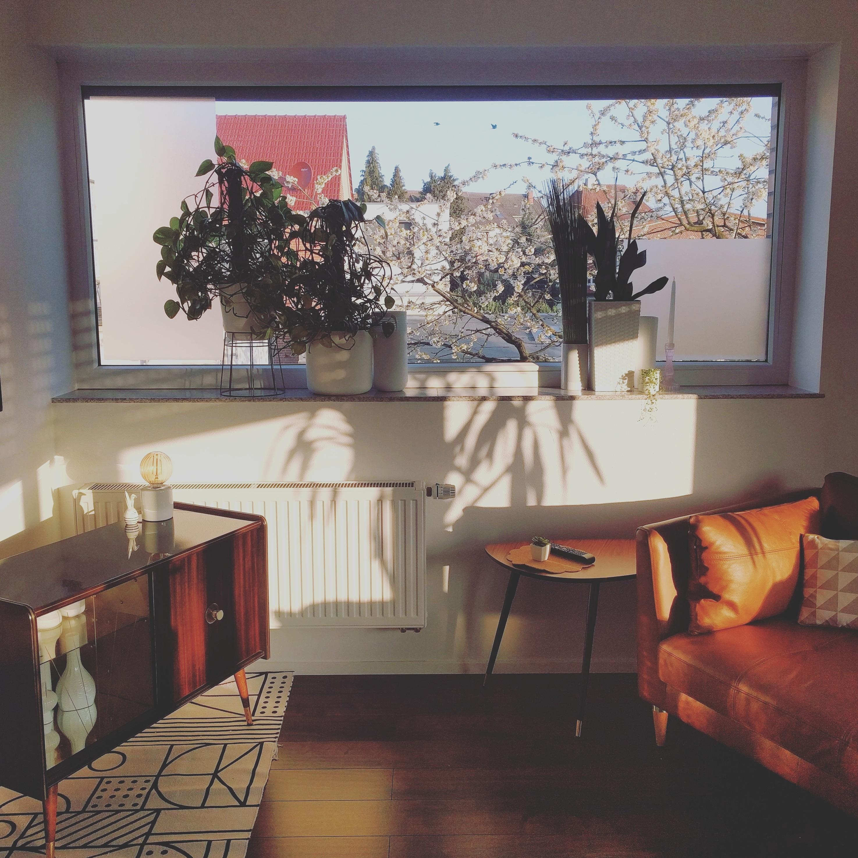 #morningvibes#sonnenschein#interior#wohnzimmer#fensterfront#frühling#vintagelove
