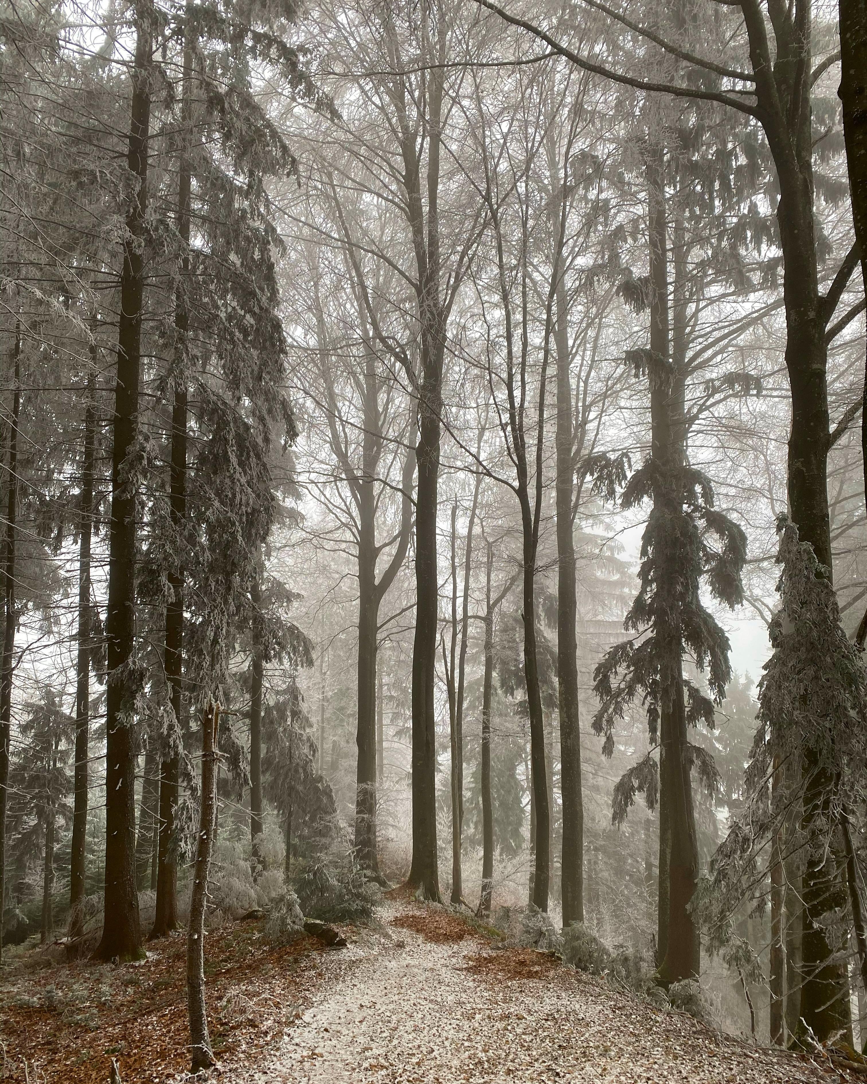 #morningwalk #wald #herbstwald #allgäu #wandern #winter #ruhe #natur 