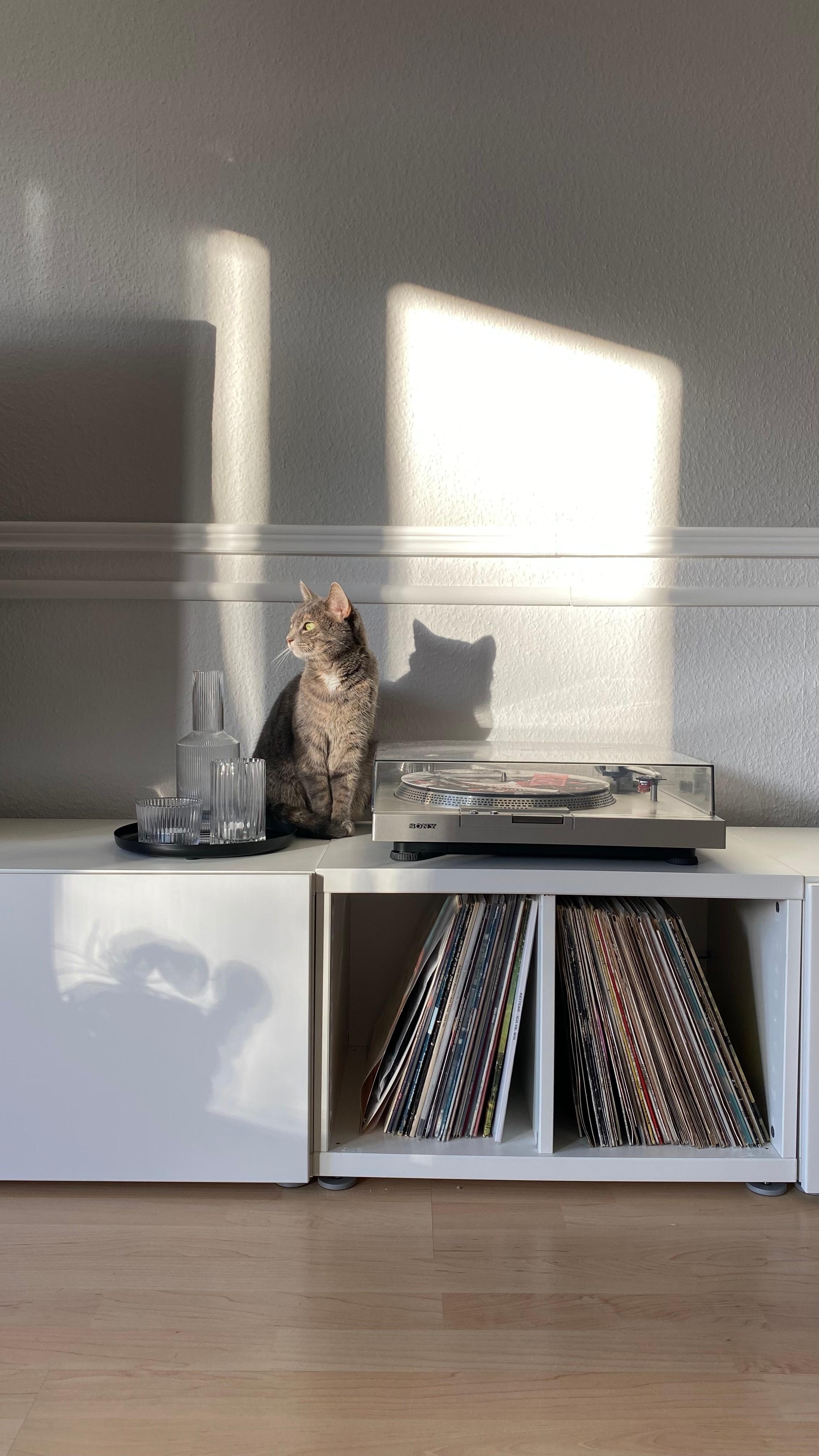 #Musik #Vinyl #Katze #Schallplatten #Plattenspieler #Licht #Sonnenstrahlen #scandi #Wohnzimmer #Haustier #Katze