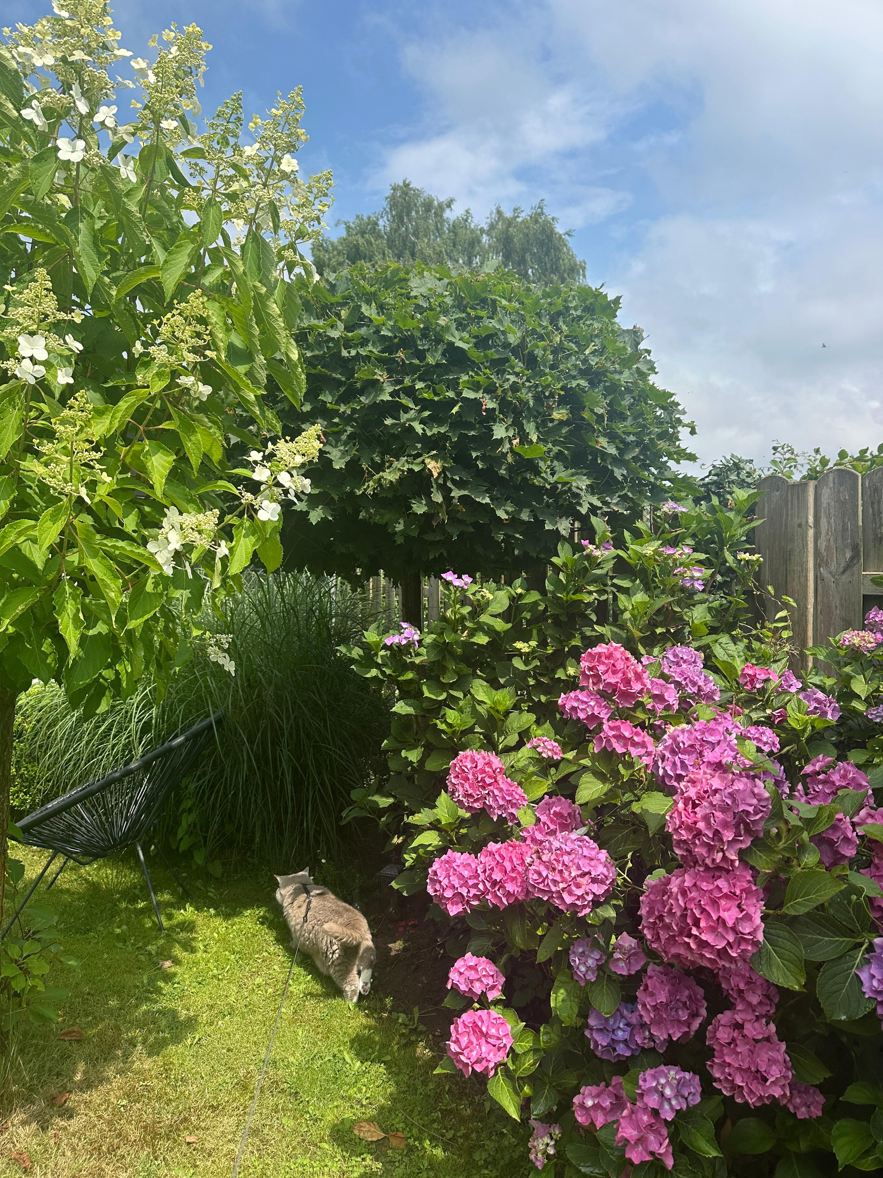 My Cottage garden 🩷 
