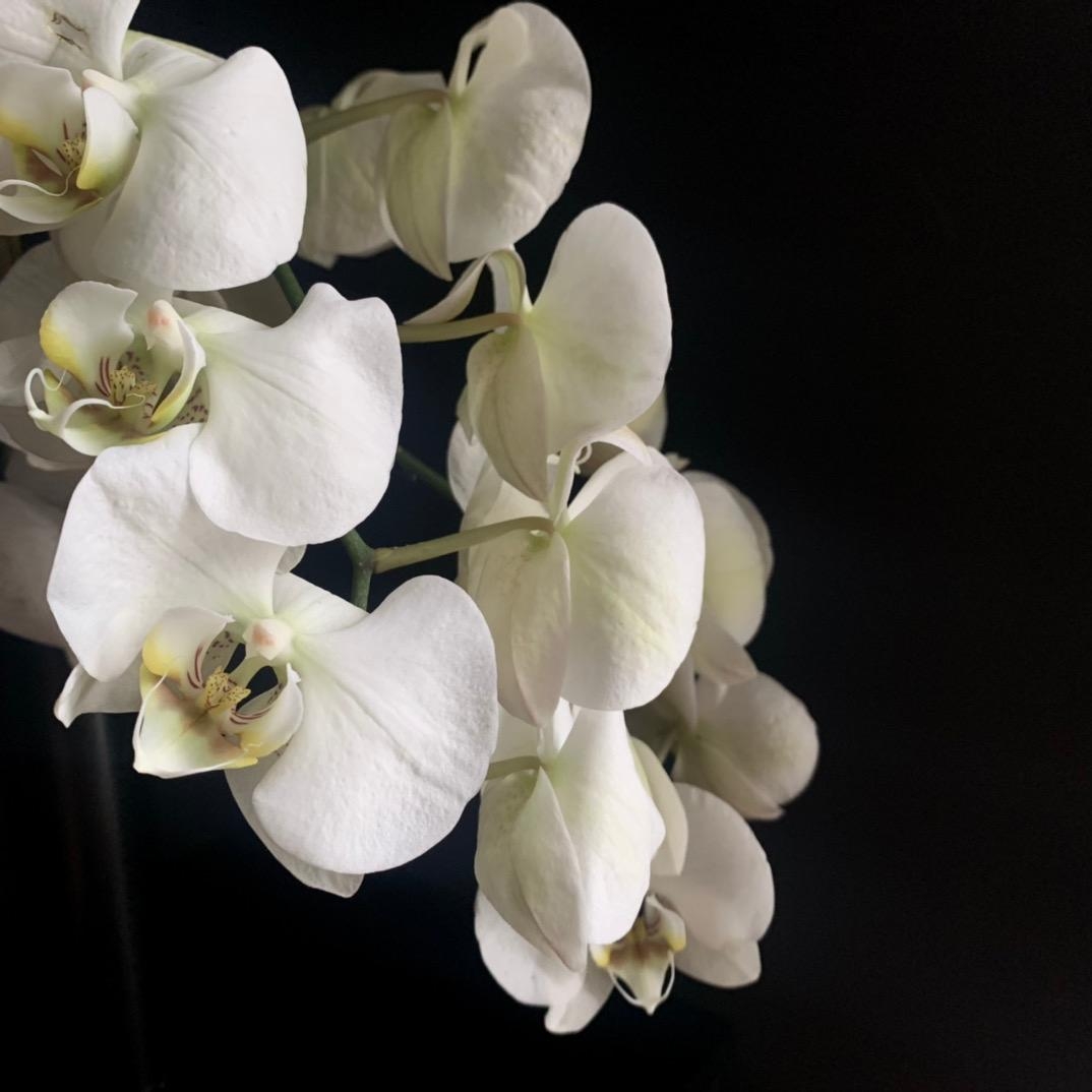 N A T U R A L   G A N G L O V E
__________
#Orchidee
#flowers #blackandwhite #white
