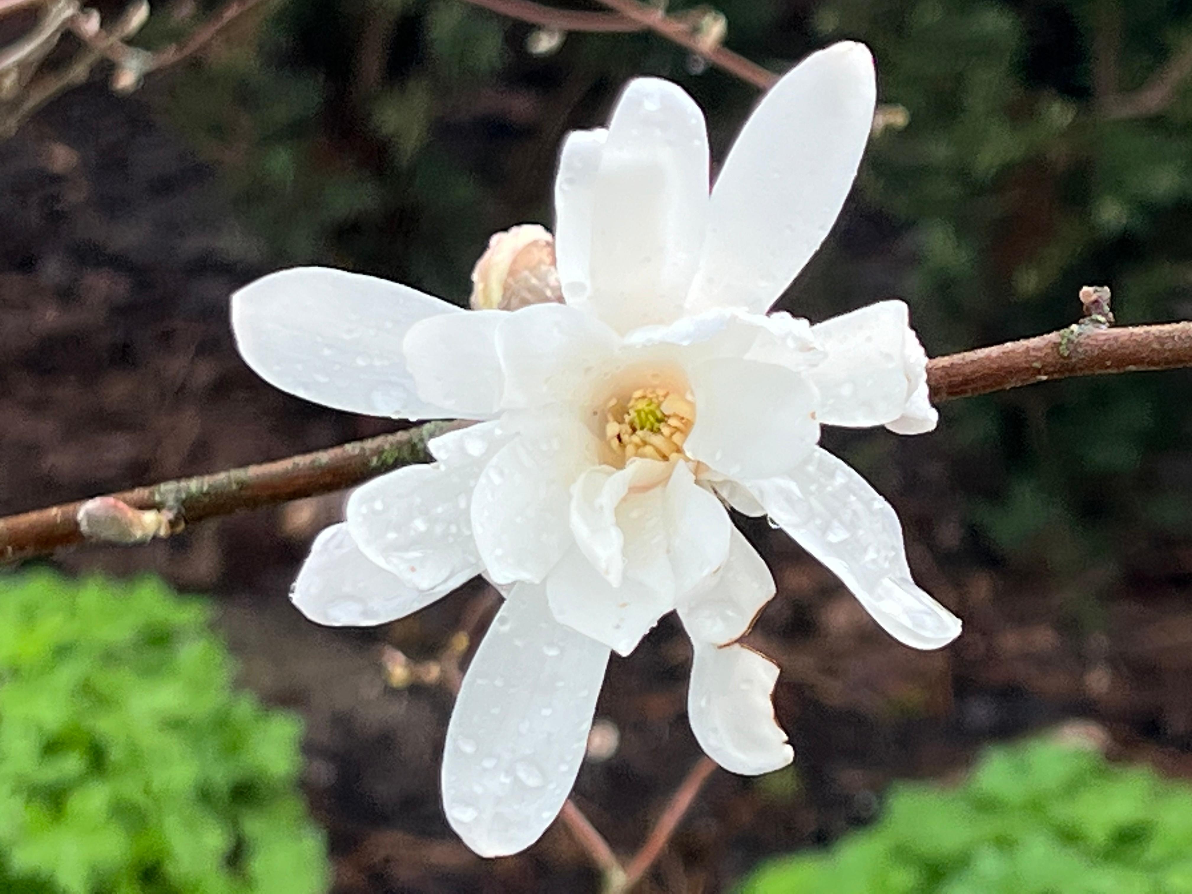 Nach dem Regen 
#Frühling #Magnolien