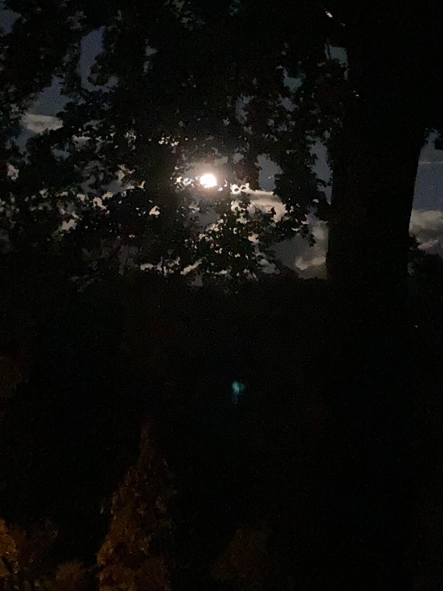 Nachtzauber ✨🌒  quer durch die Bäume... es war ein wunderschöner sonniger Tag ☀️ ...schlaft gut 😌 
