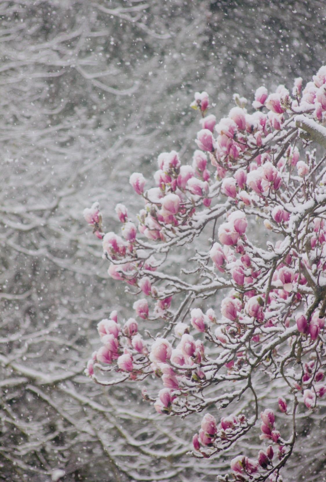 nä, april april, was soll das denn 🧐🌝😸
#couchliebt#schnee#april#frühling#blümen#magnolia