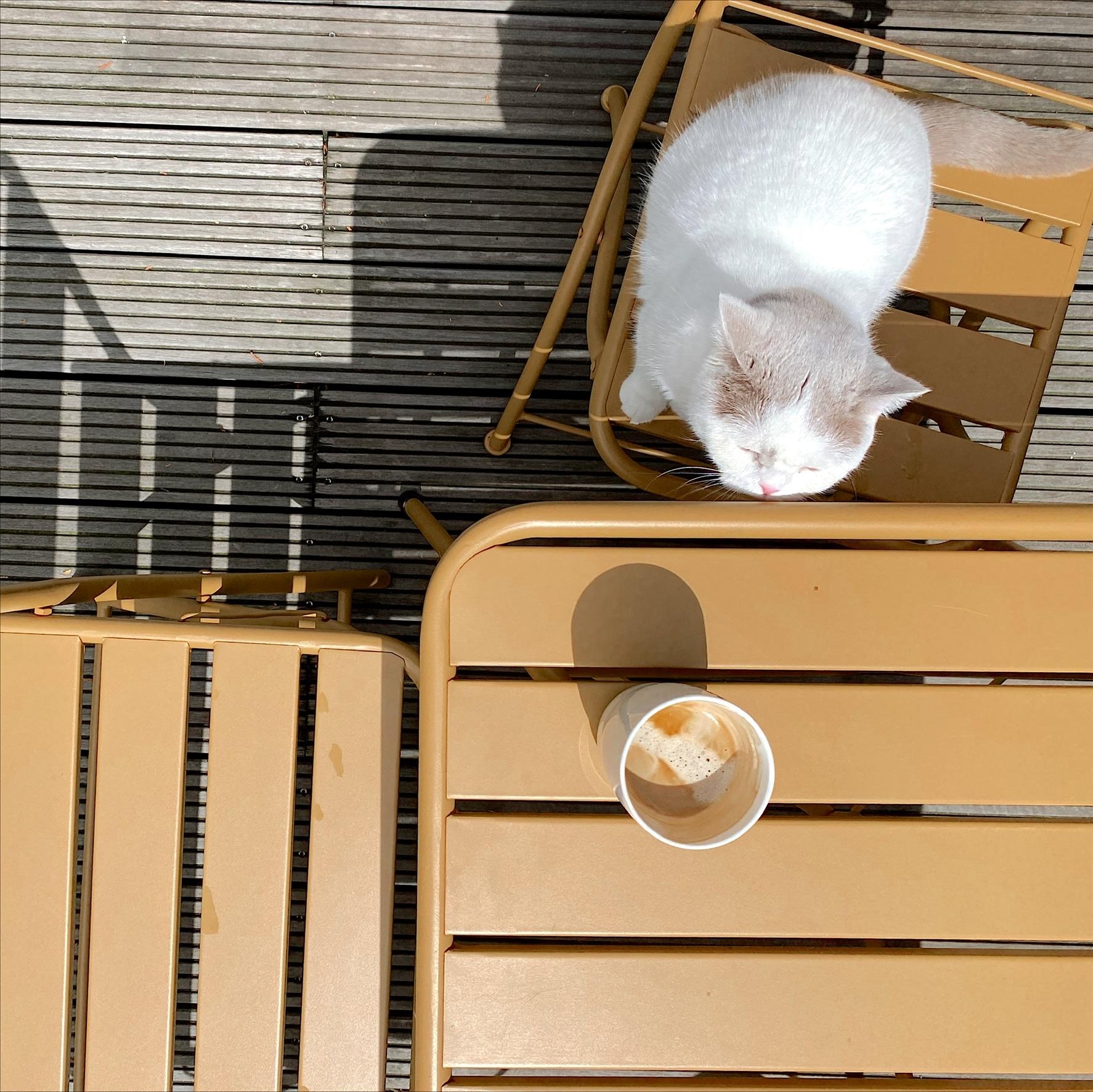Nami und ich liebes es in der Sonne ein Käffchen auf der Terrasse zu trinken.🐱☕️ #livingchallange #outdoor