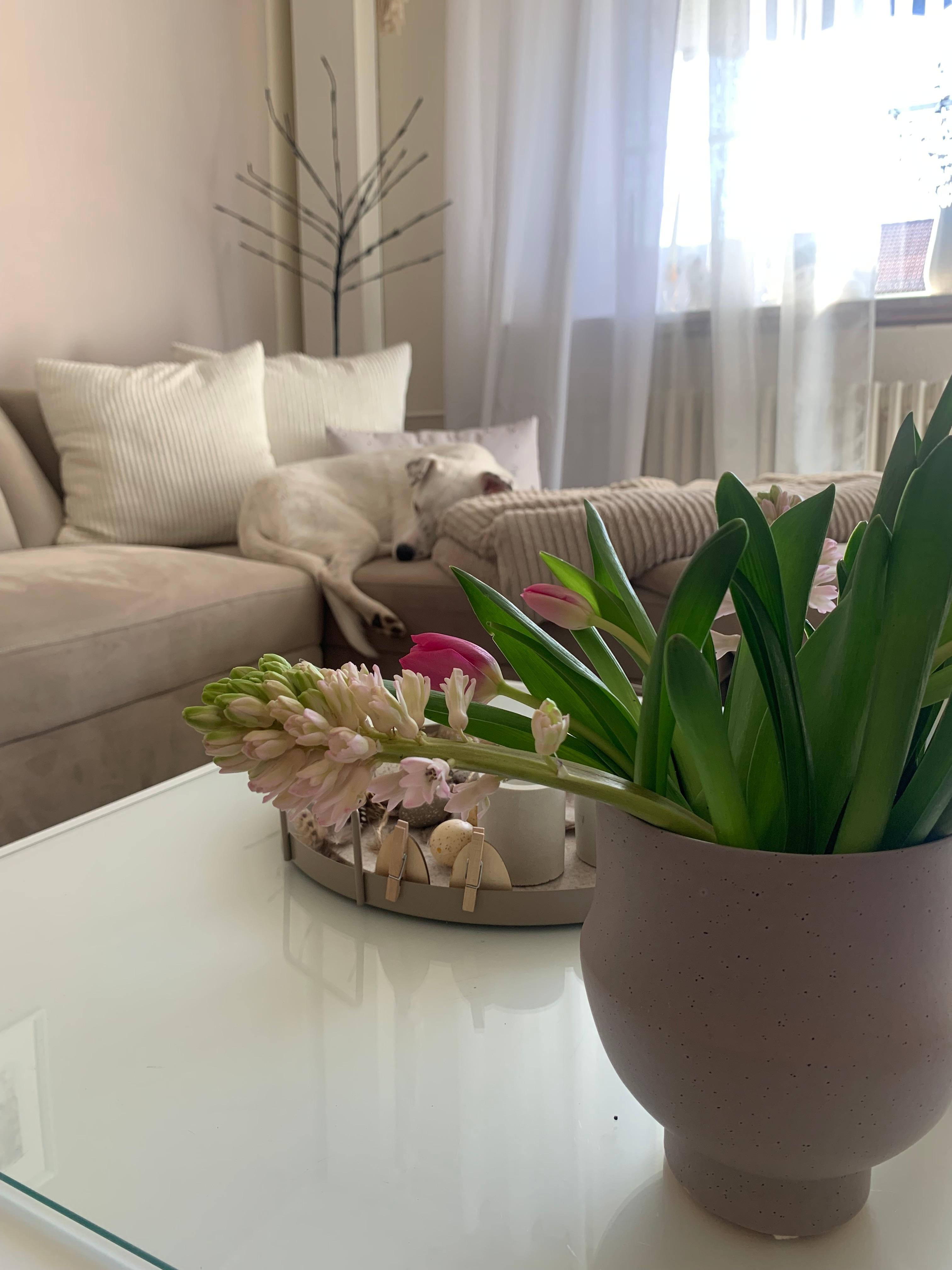 Nap Time 🐾🤍

#wohnzimmer #couch #helleswohnen #couchtisch #kissen #flower #vase #springtime #doglove #glas #kerze #plaid 