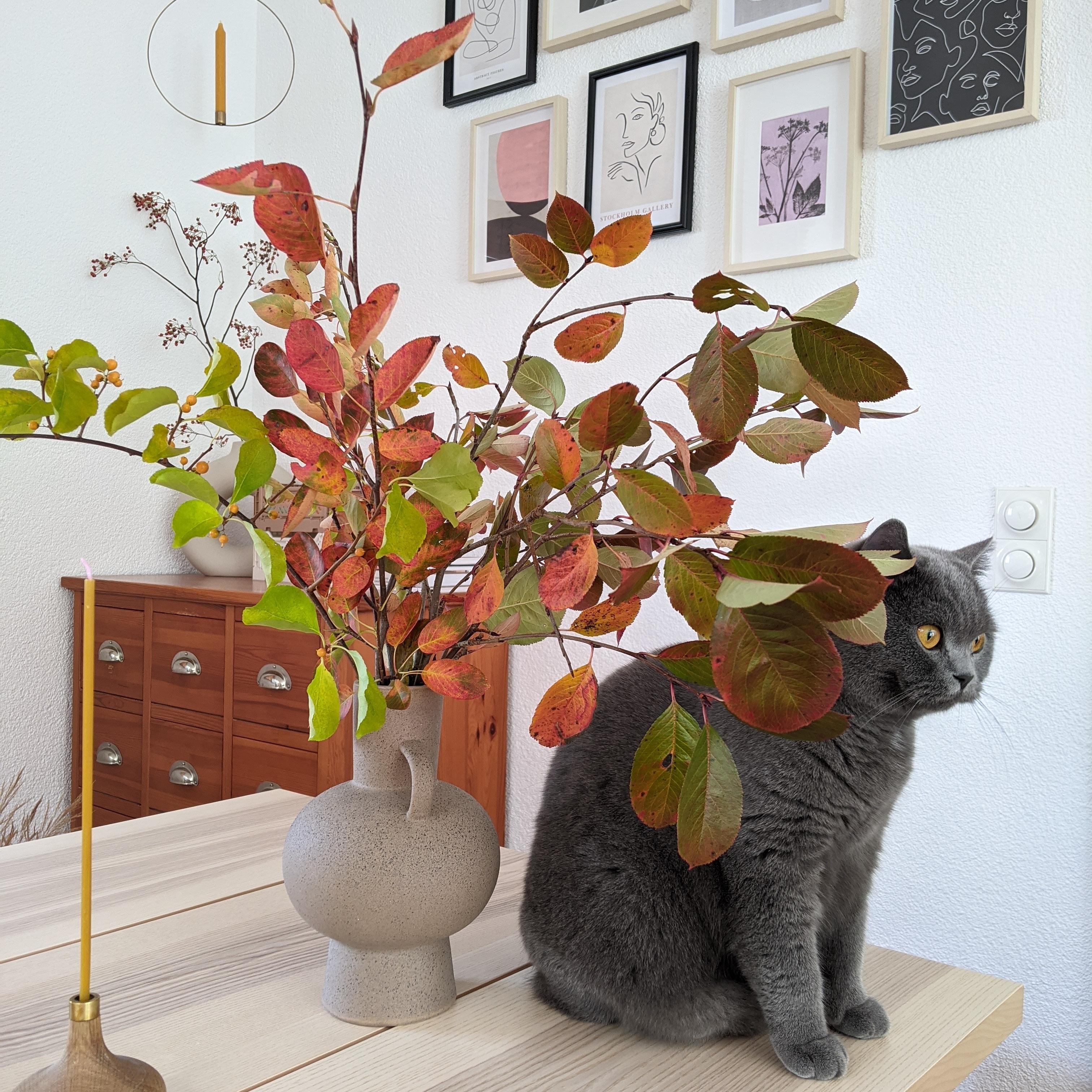 Natürlich darf die Katze auf den Tisch😉😁🍂🍁 ...
#herbst #herbstdeko #herbstfarben #esszimmer #vase #vasendeko #katze 