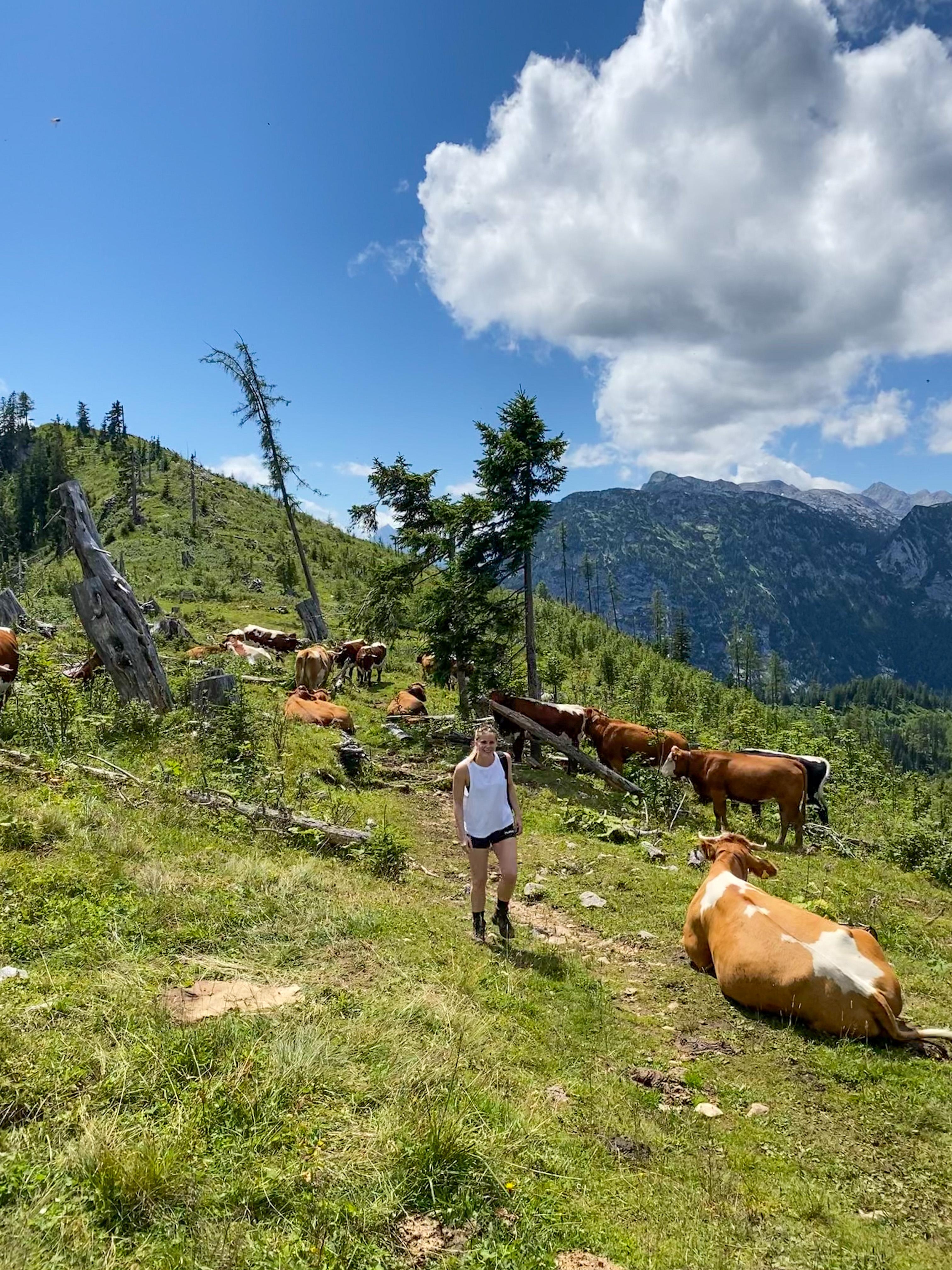 „Nature, luck and cows, cows, cows!“ 
#naturliebe #travelchallenge #berchtesgadeneralpen 