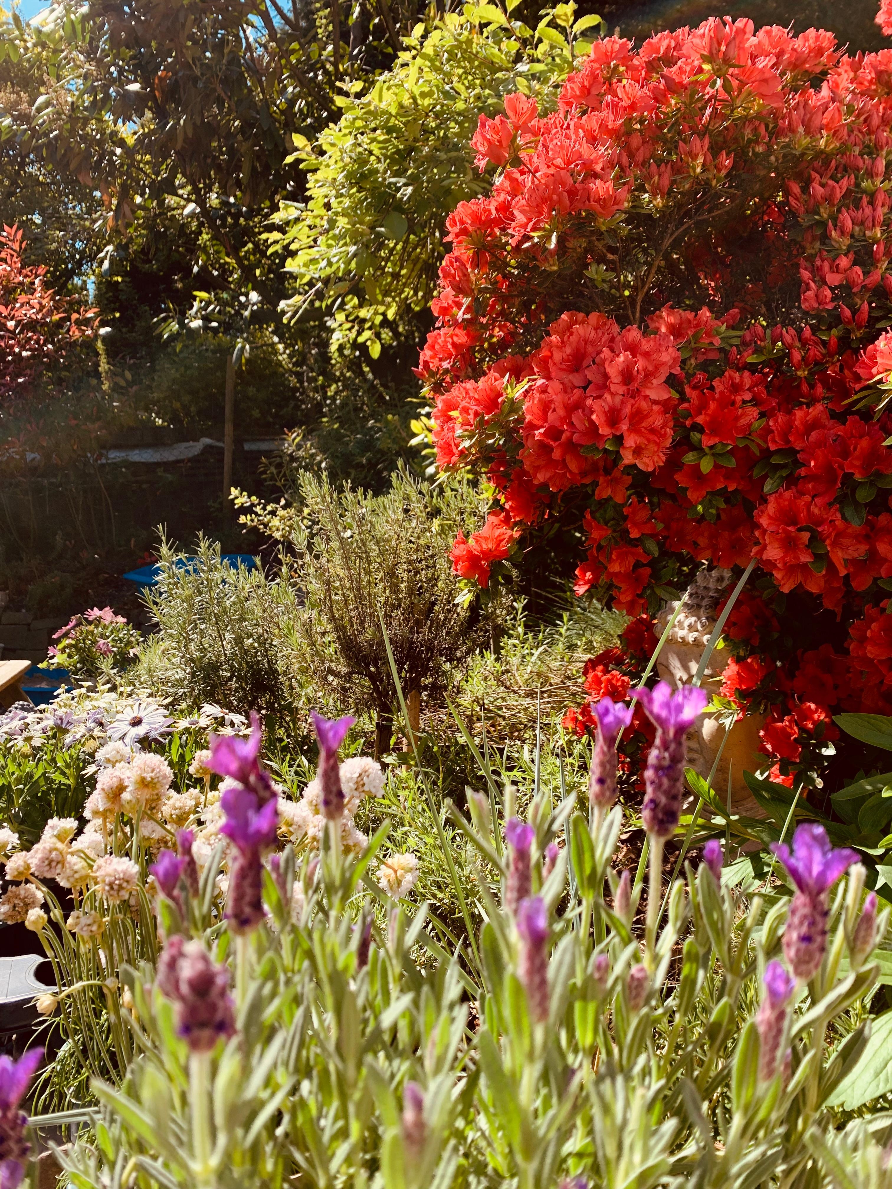 #Naturgarten #Garteninspo #Blumen #Landleben #Frühling 