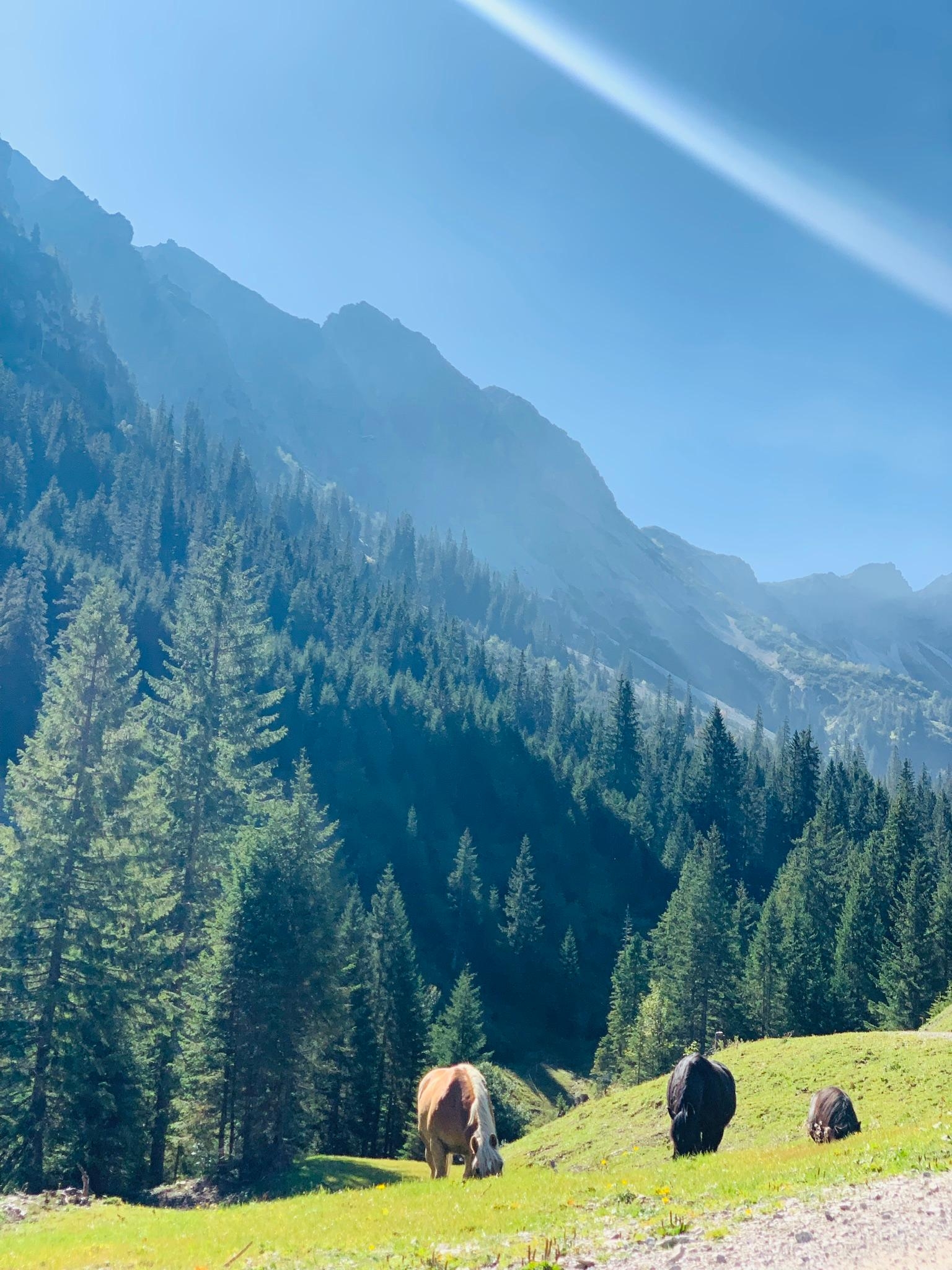 #naturliebe in der Grän, Österreich #travelchallenge #austria #wandern #pferde #natur #tirol #österreich #reise 