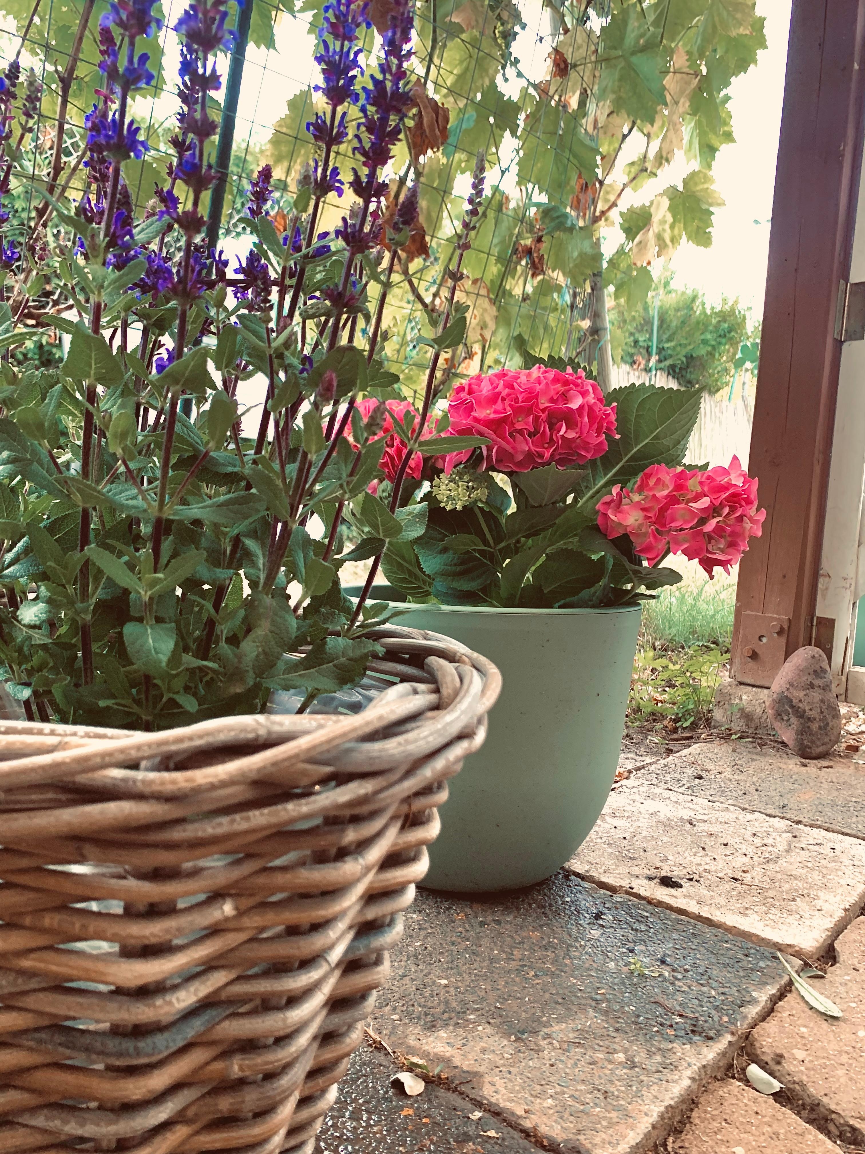 Neue Blumen im Garten 🪴🪴

#topf #korb #salbei #hortensien #pink #outdoor #sommer #flower #laube #schrebergarten 