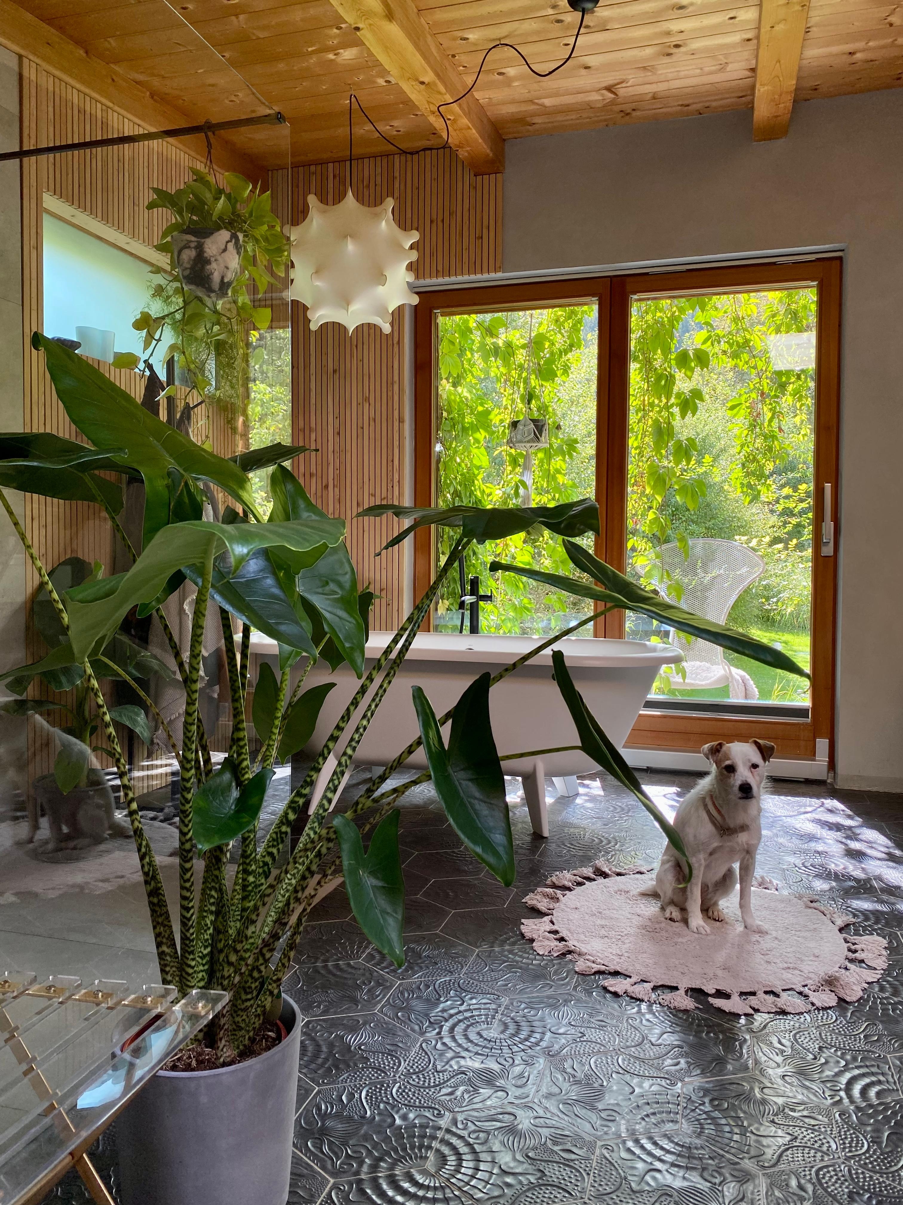 neue #pflanzen fürs neue #badezimmer (von ca. 80 im haus 🫣🌱) #jungle #greenliving #pflanzenliebe #couch #umbau