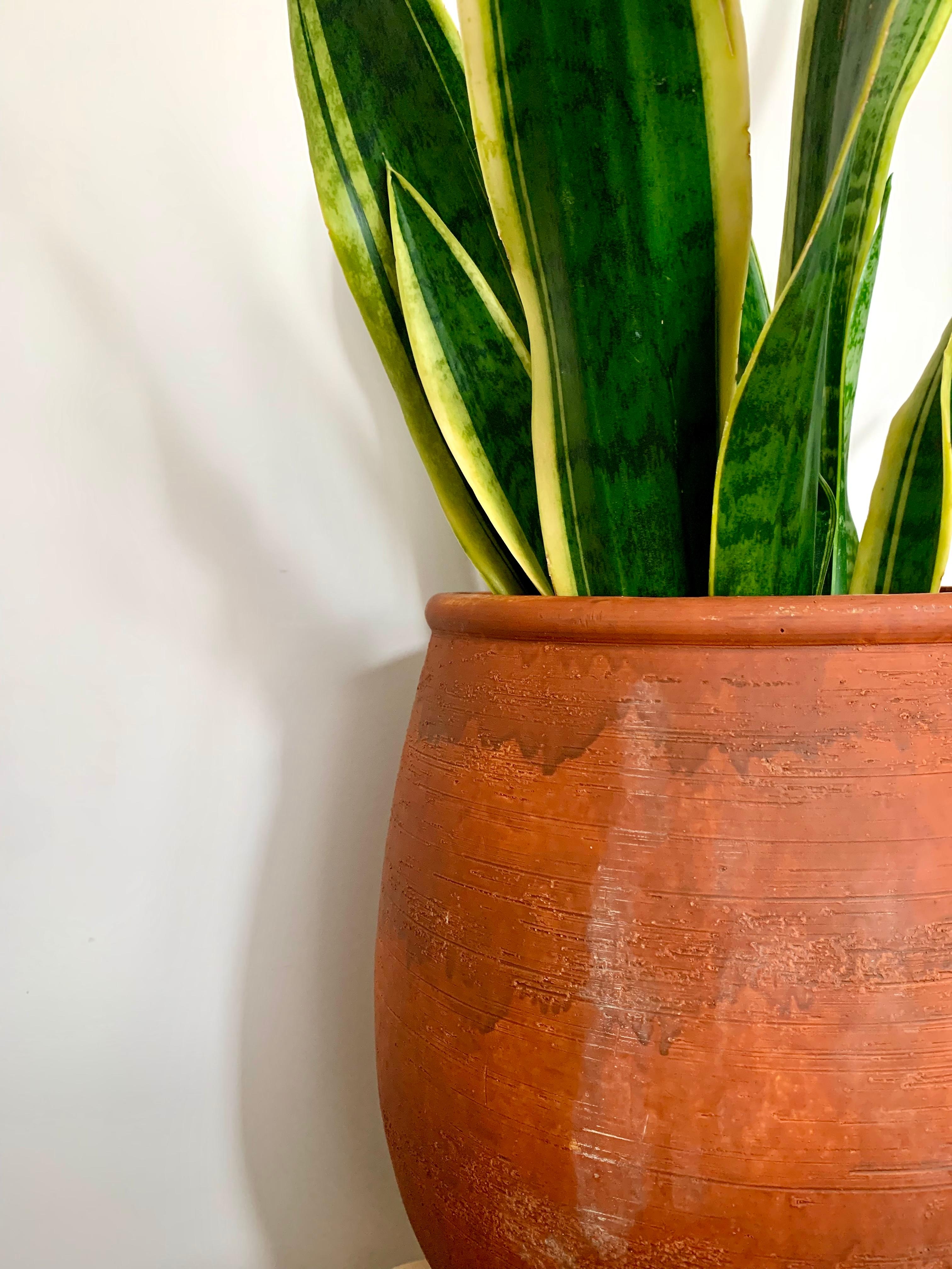 Neue Vase für meinen Bogenhanf 💚🪴
#plants #plantlovers #home #deco #interior #pflanzenliebe