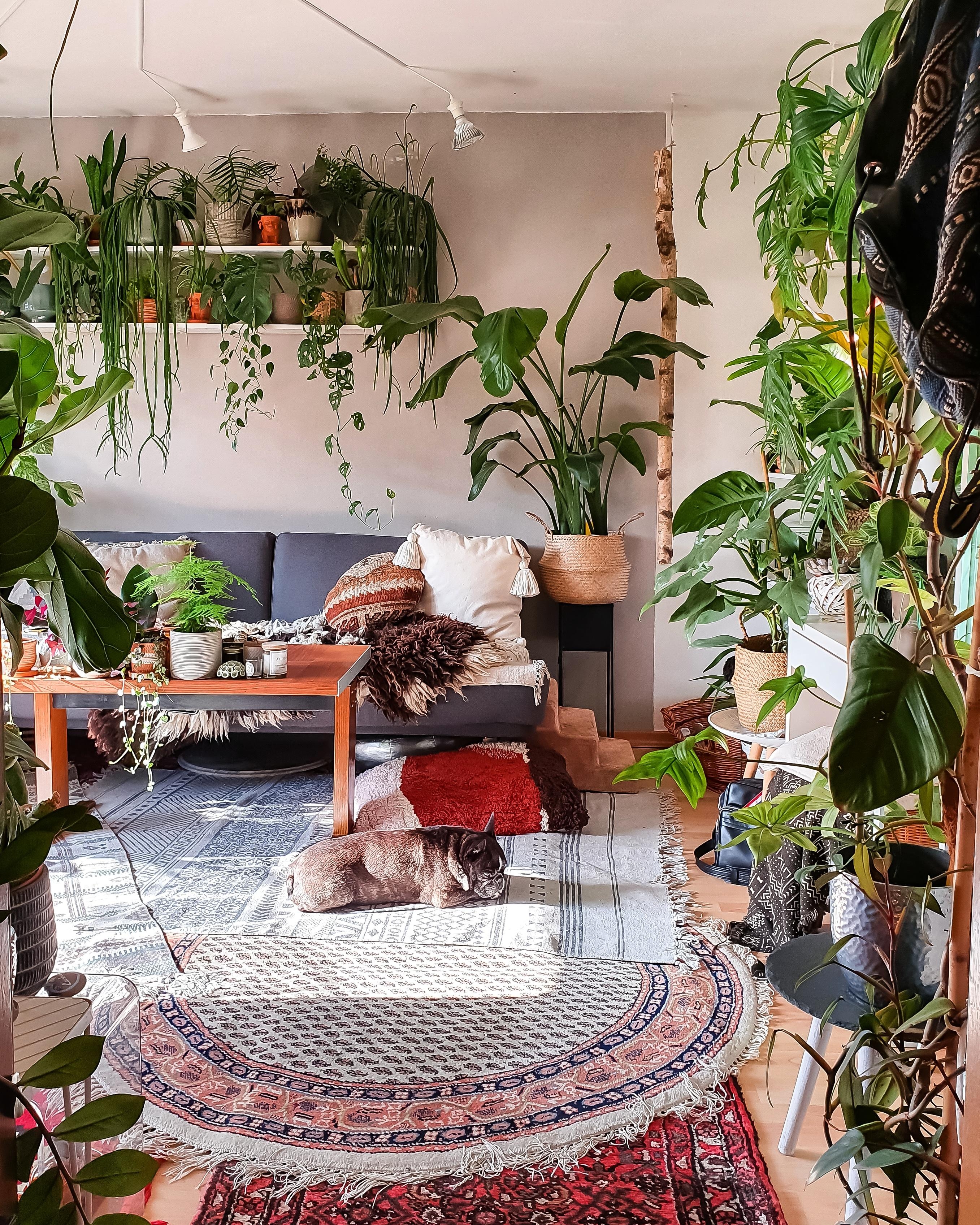 Neuer Blick ins Wohnzimmer #wohnzimmer #Pflanzen #teppich