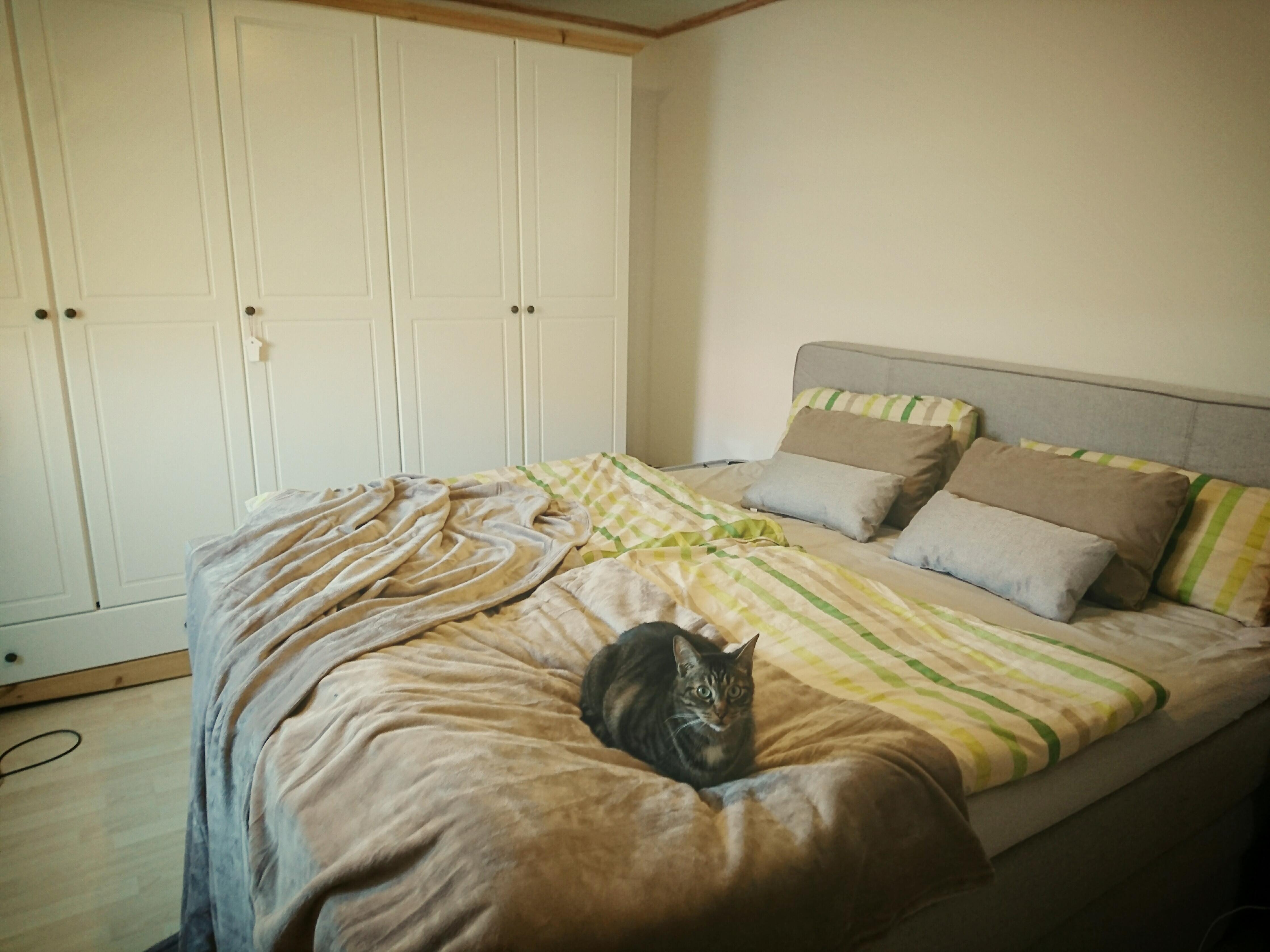 Neues Bett im frisch renoviertem Schlafzimmer, der Mietzi gefällts :)  #schlafzimmer #boxspring #katze #gemütlich 
