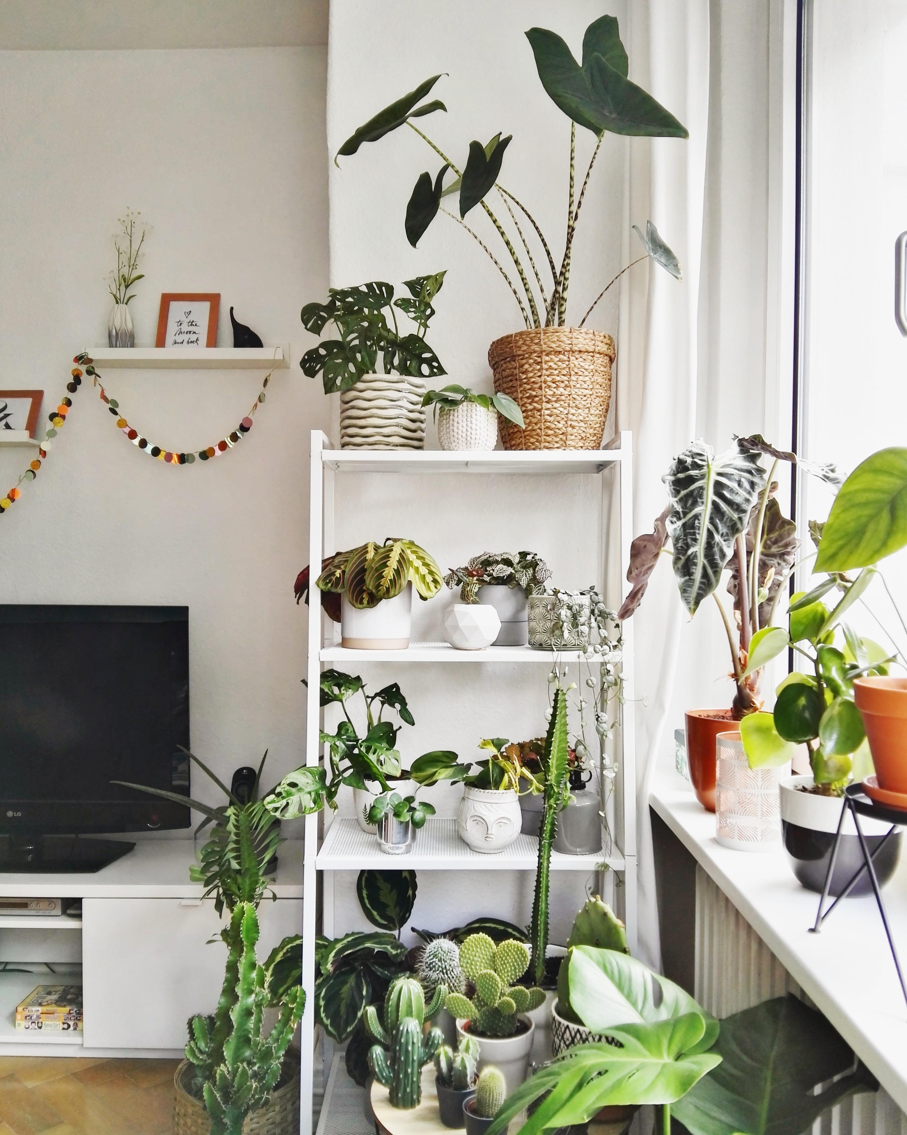 Neues Pflanzenregal #plantshelfie #interior #livingroom #urbanjungle #plantlover #plantgang #pflanzenliebe
