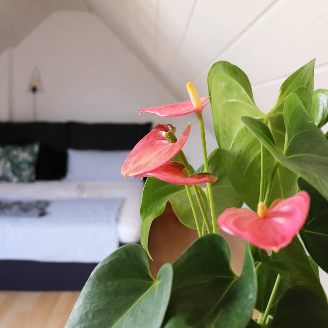 Neueste Errungenschaft im #schlafzimmer 
#flamingo #pflanzenliebe #pink #dachgeschoss