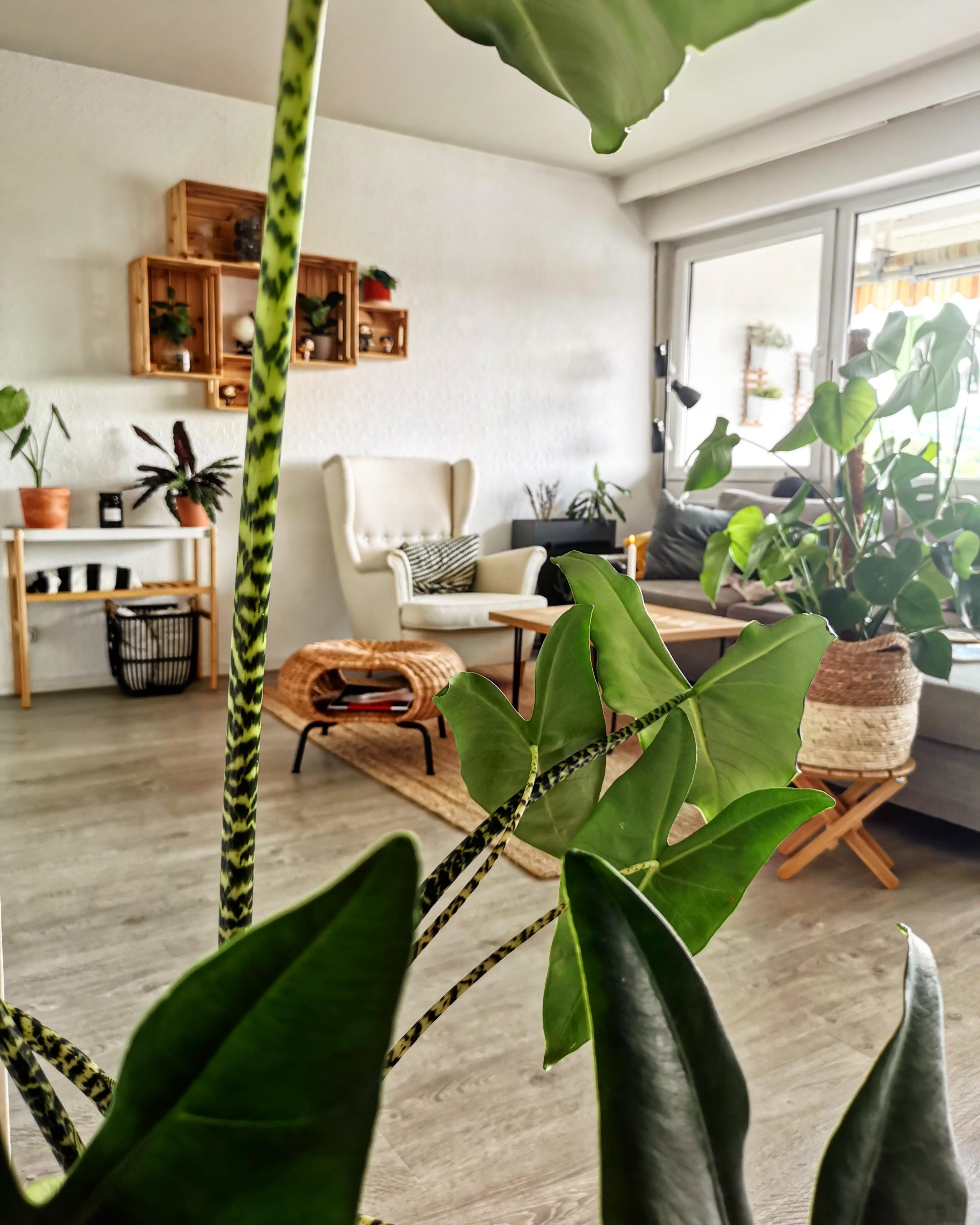 #neuhier #pflanztastisch #grüneoase #urbanjungle #alocasia #alocasiazebrina #greenlivingroom #livingroom #wood