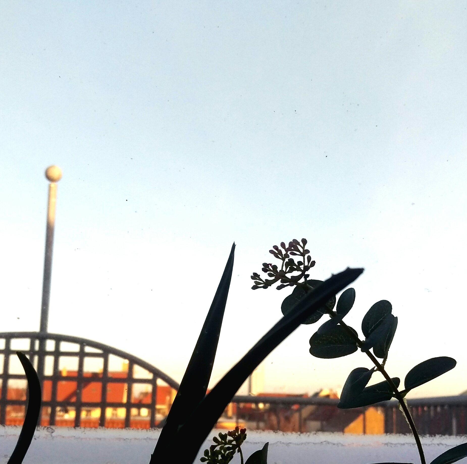 neujahrsmorgen...sonne über den dächern
#agave #eukalyptus 