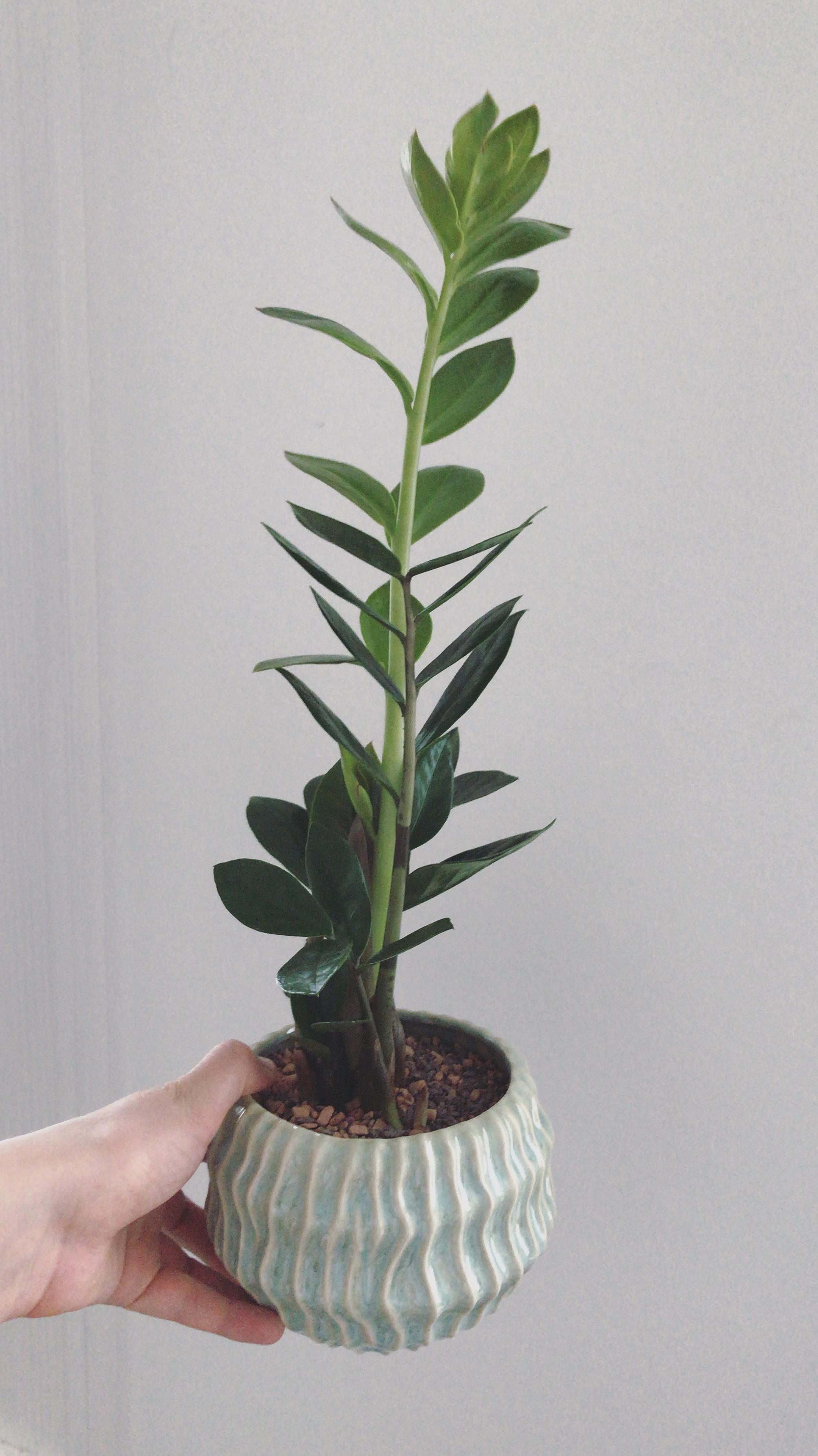 New Plant! :-)