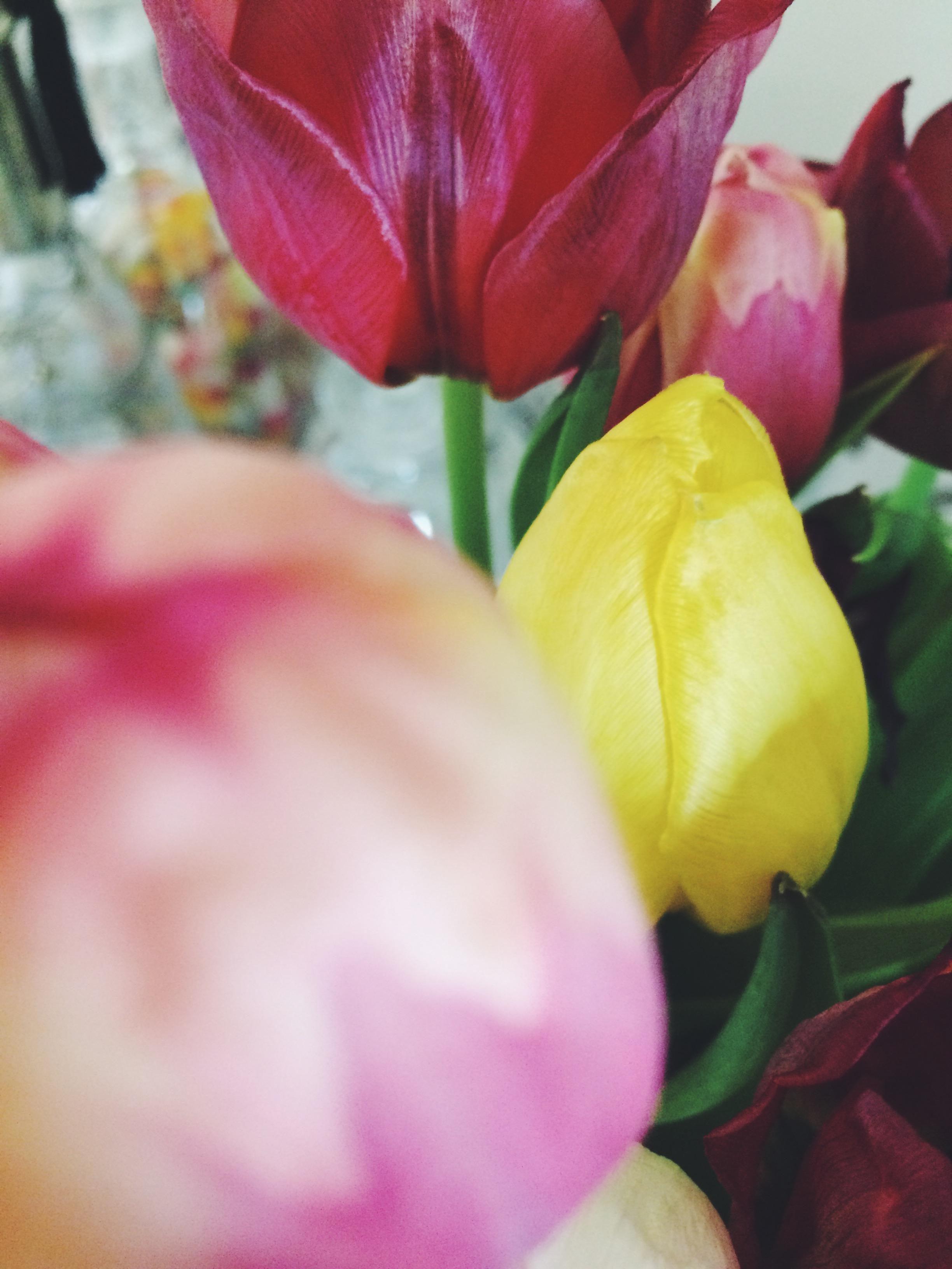 Nicht nur am Valentinstag schön! Wo bist du, Frühling? #tulpen #blumen