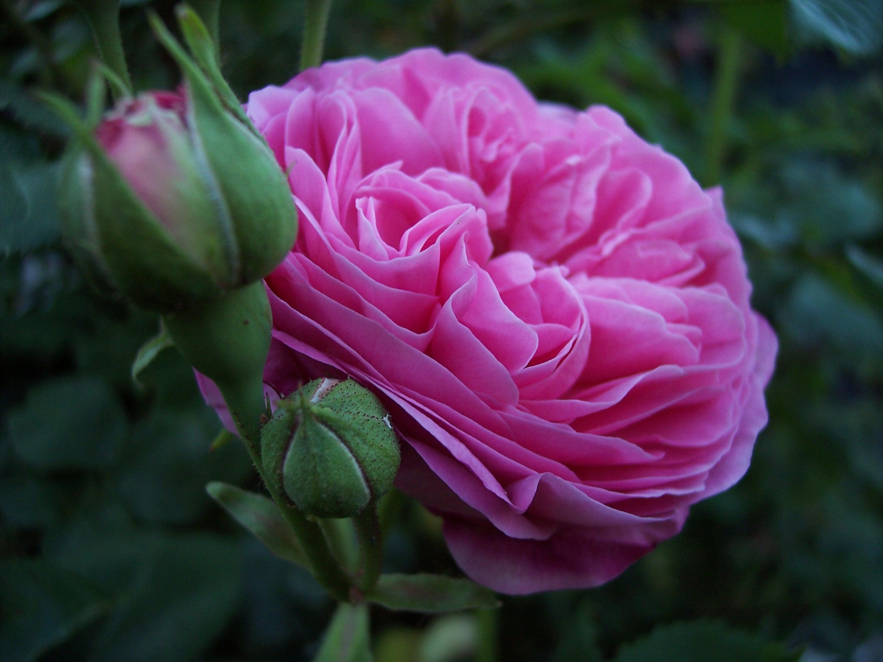 Nicht nur schön anzusehen, sie duftet auch wunderbar: Historische Rose aus meinem Garten "Louise Odier"