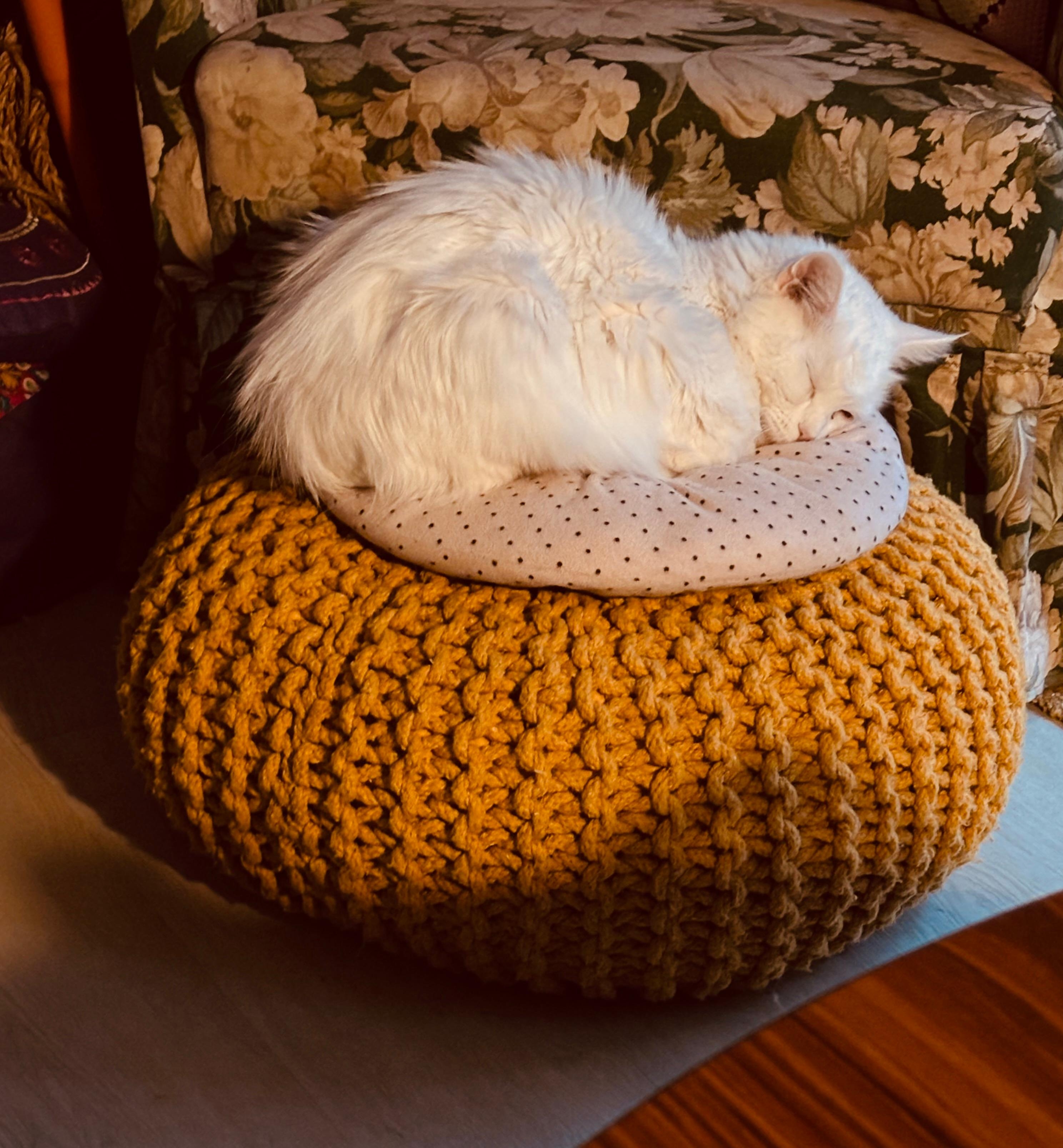 Noch einen Platz erbeutet 🐈 auch dieser Pouf ist kein (!) Katzenkörbchen 😅 #typischkatze #katzenleben #katzenmachenwassiewollen