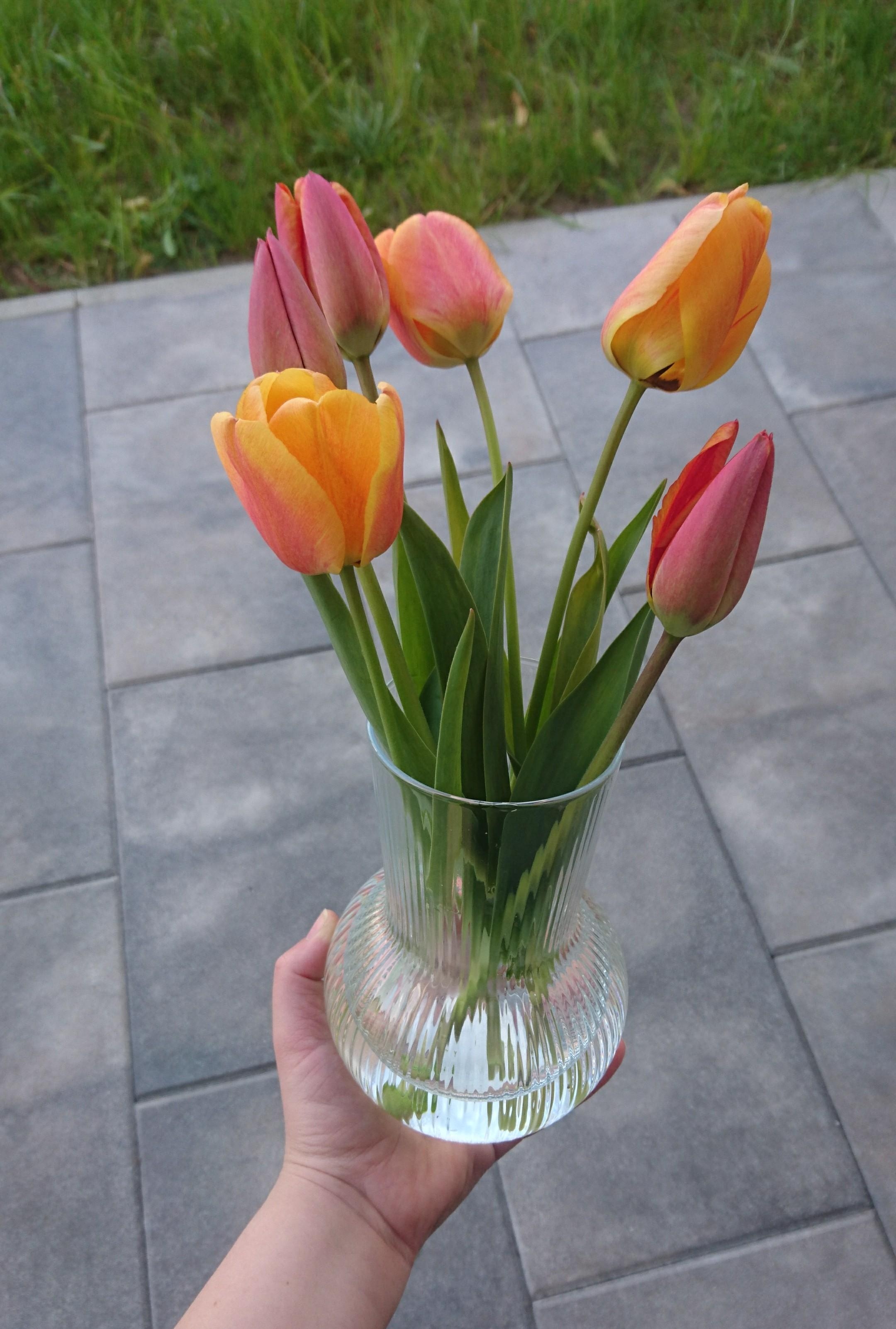 Noch schnell ein paar Tulpen aus dem Garten nach drinnen bringen ehe die Saison vorbei ist. Ich liebe die Farben!