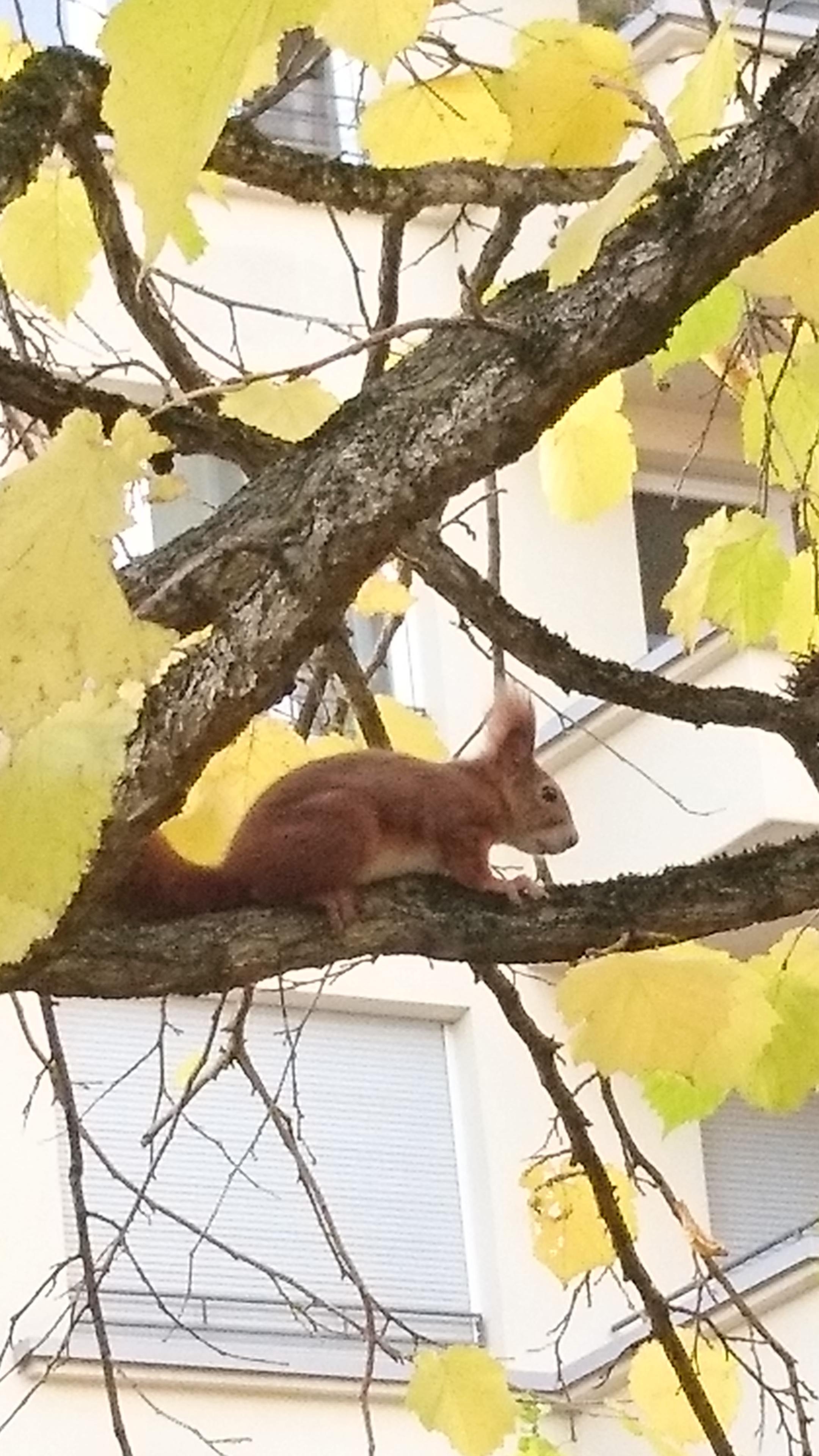 Nun nur noch ein paar leckere Nüsse suchen, dann kann der Winter kommen 🍁🐿️

#Eichhörnchen #Herbst #Oktober 