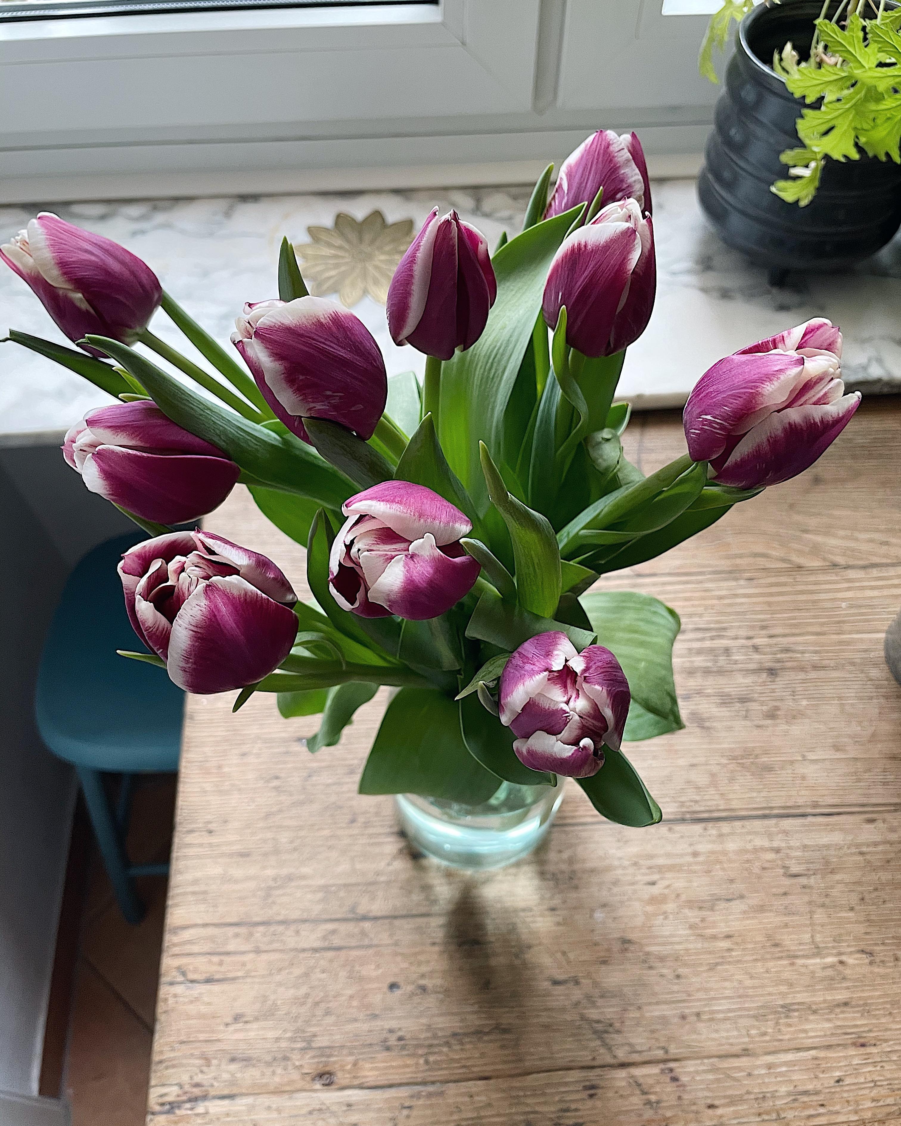 Nur noch ein paar Wochen bis auch die Tulpen im Garten blühen!