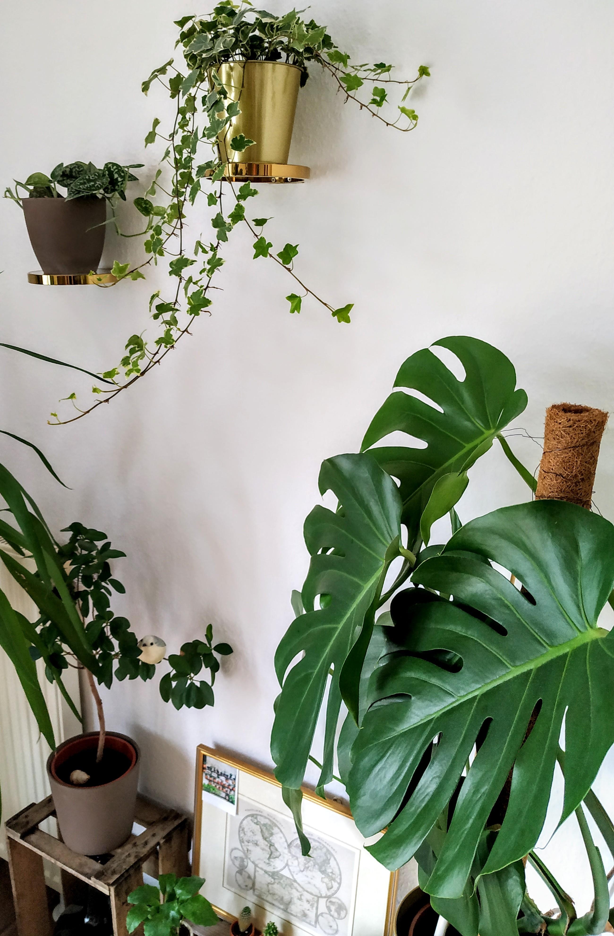 Oh happy plants 🌿
#couchliebt #jungle #grünerleben