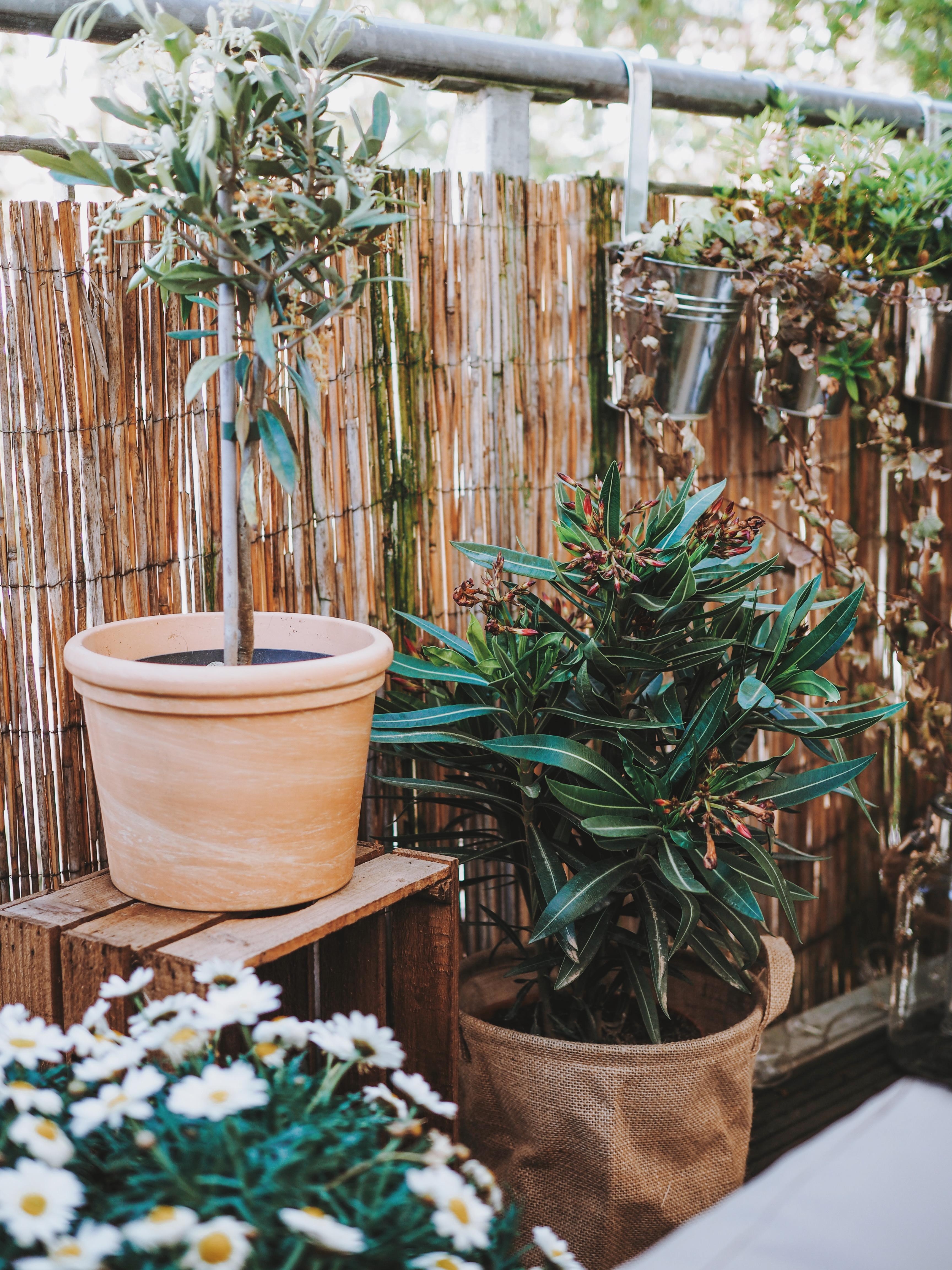 Oleander 🌸
#balkon #couchstyle #balkonideen #outdoor #pflanzen #balkonpflanzen