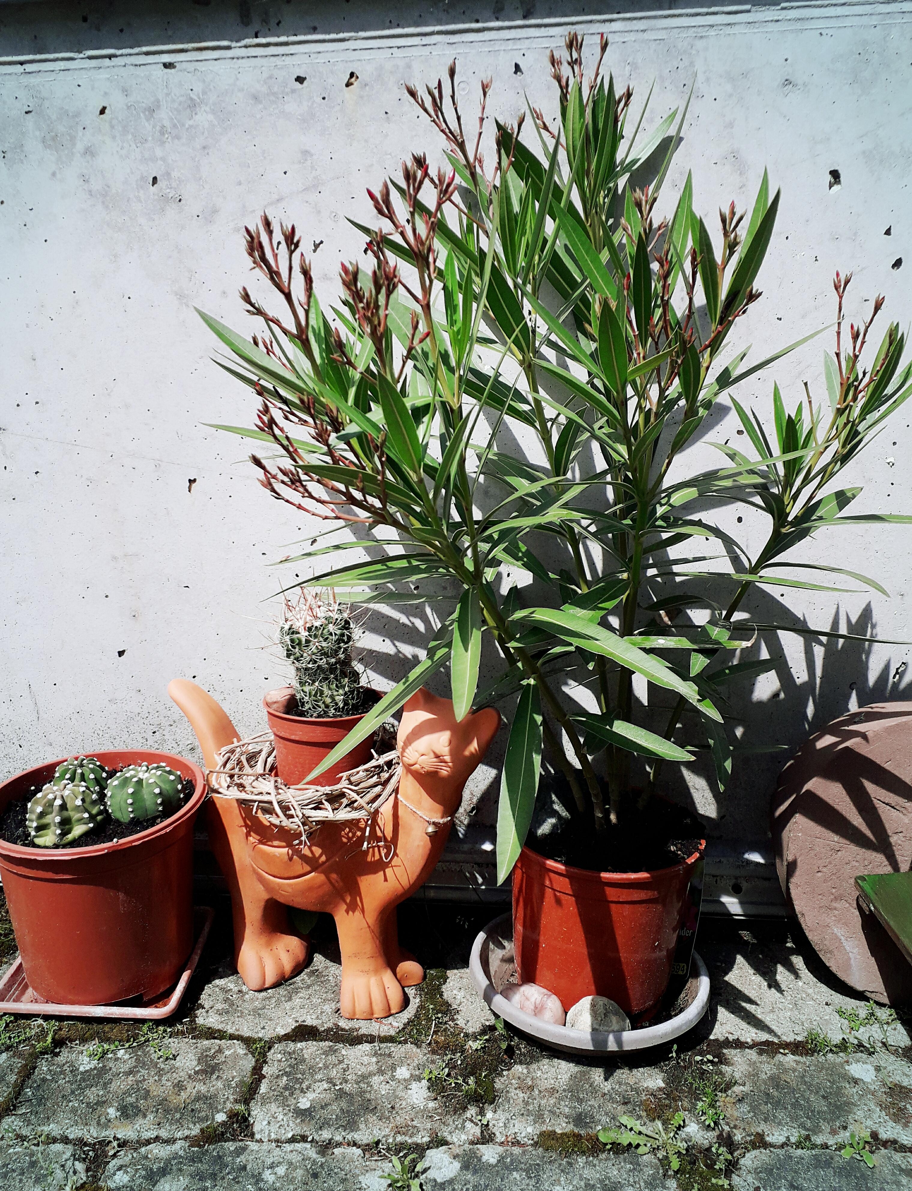 #oleander #baum #kaktus #keramikkatze #urbanjungle #outdoor #pflanzen #pflanzenliebe  