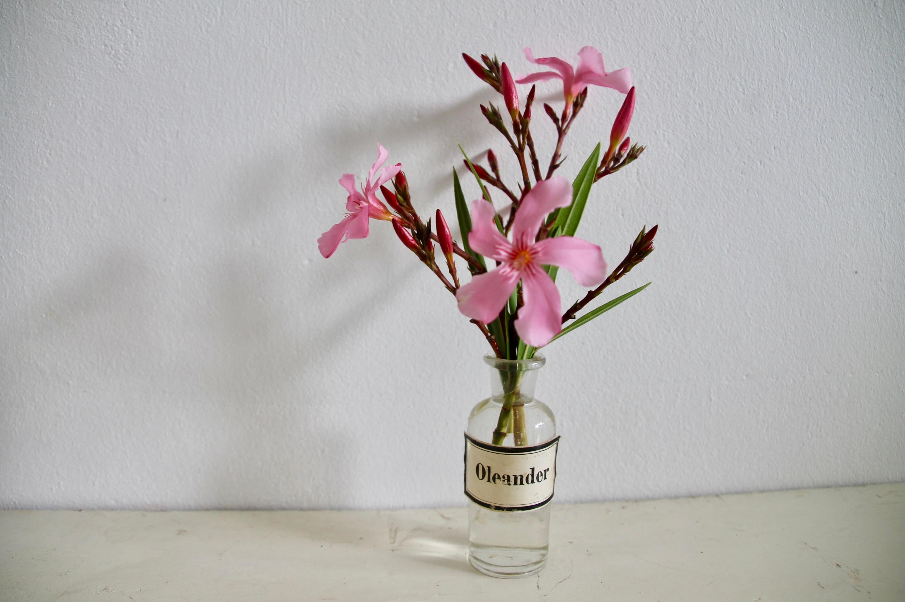 #oleander #blumen #pflanzen