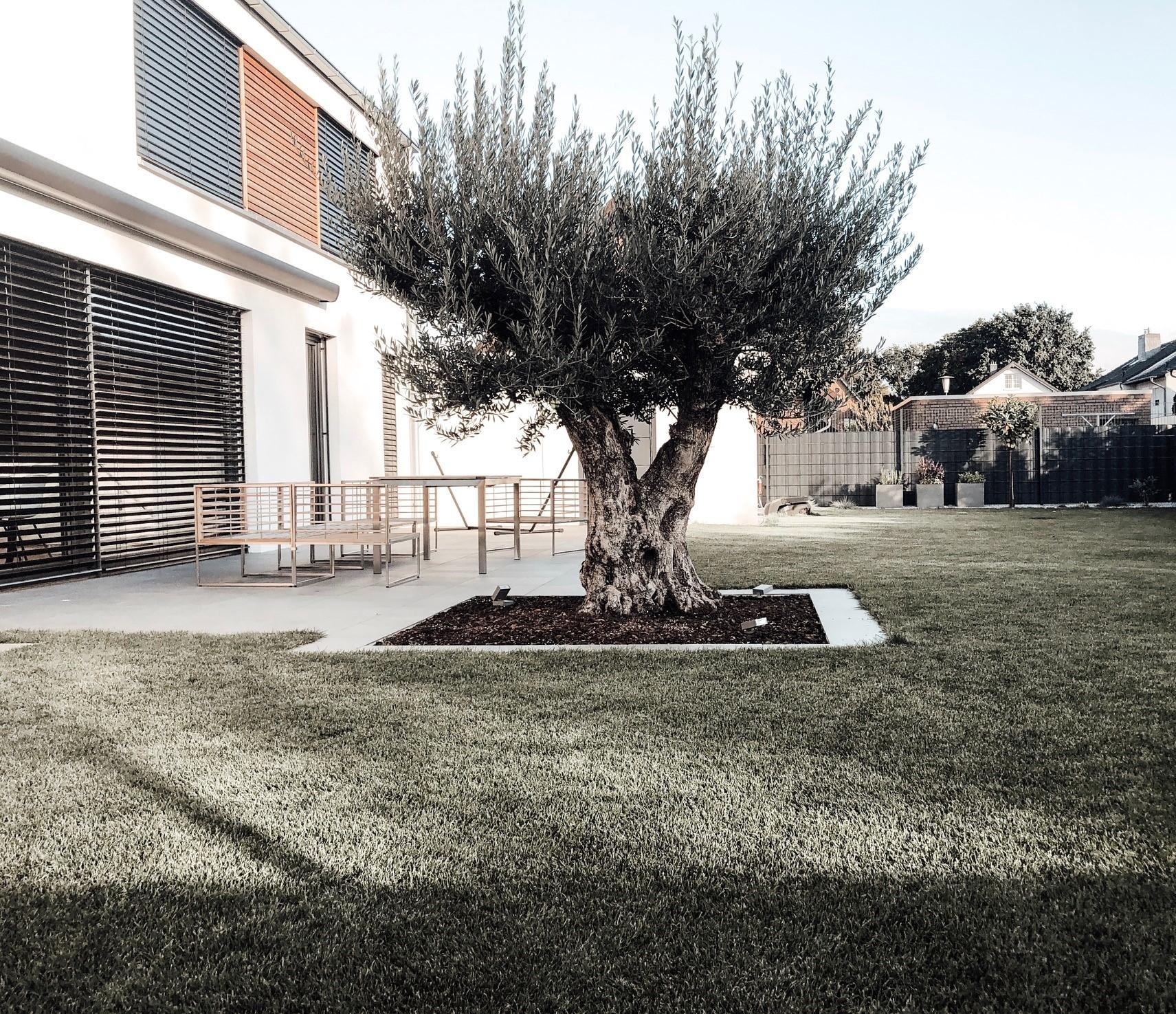 Olivenbaumliebe #Olivenbaum #herbstvibes #weekendvibes #outdoordesign #outdoor #garteninspo #terrassengestaltung